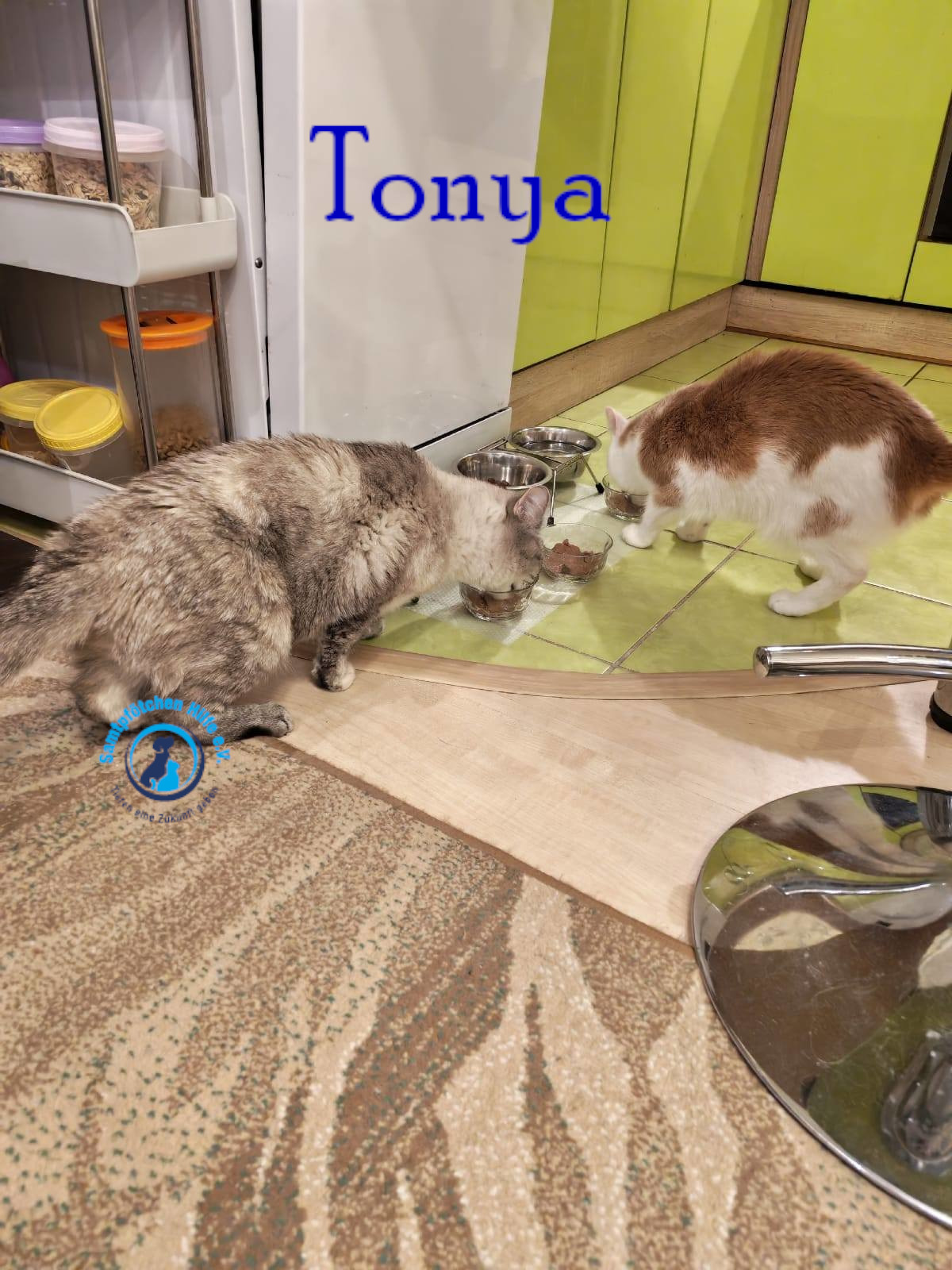 Lyudmila/Katzen/Tonya/Tonya22mN.jpg