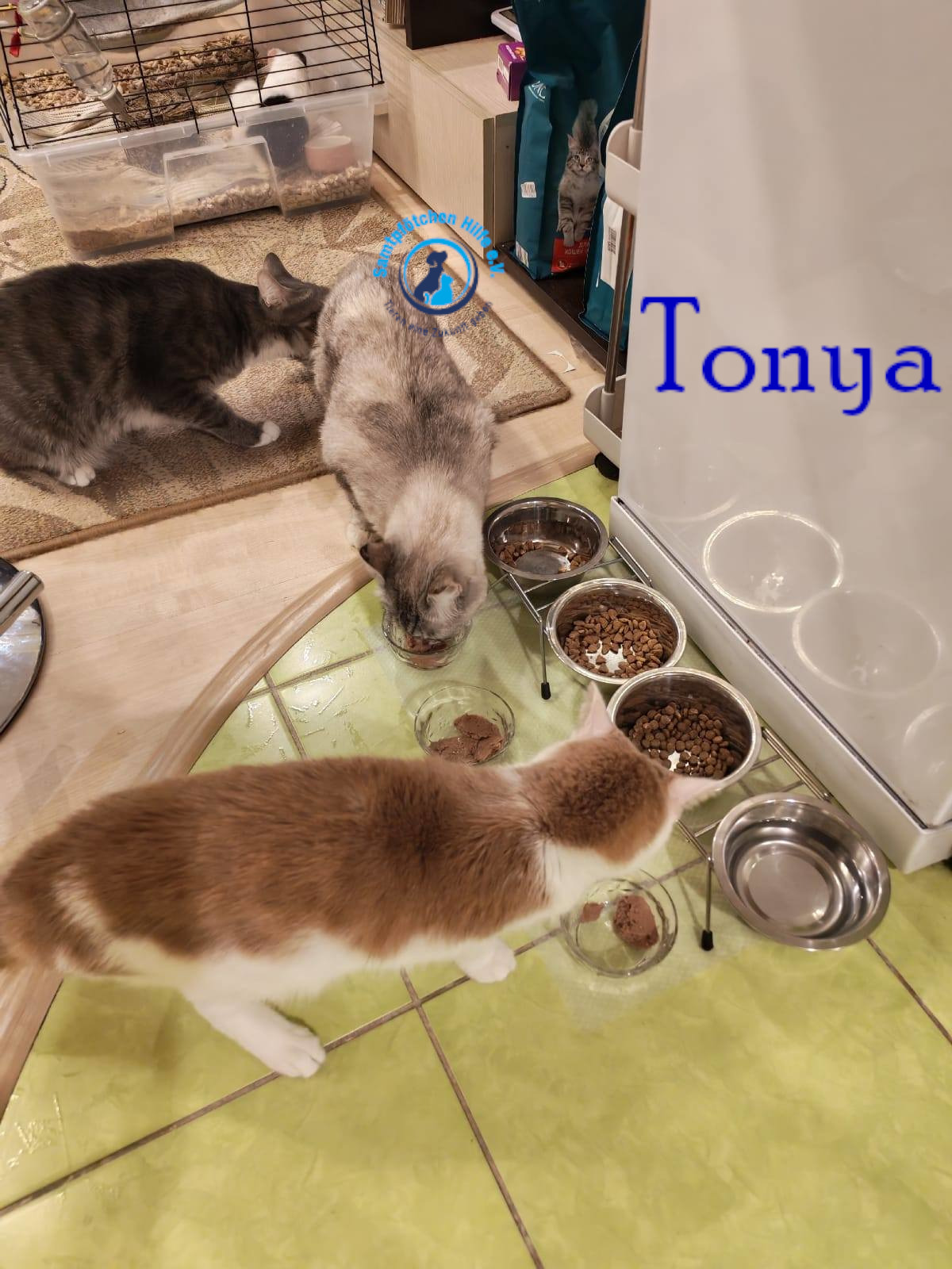 Lyudmila/Katzen/Tonya/Tonya23mN.jpg