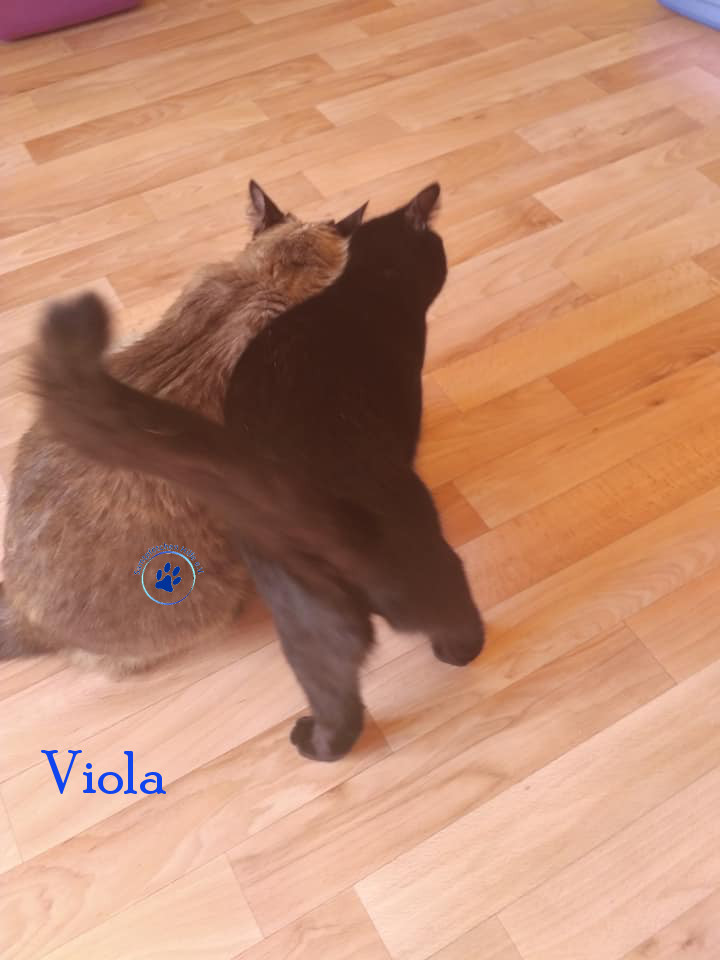 Lyudmila/Katzen/Viola/Viola18mN.jpg
