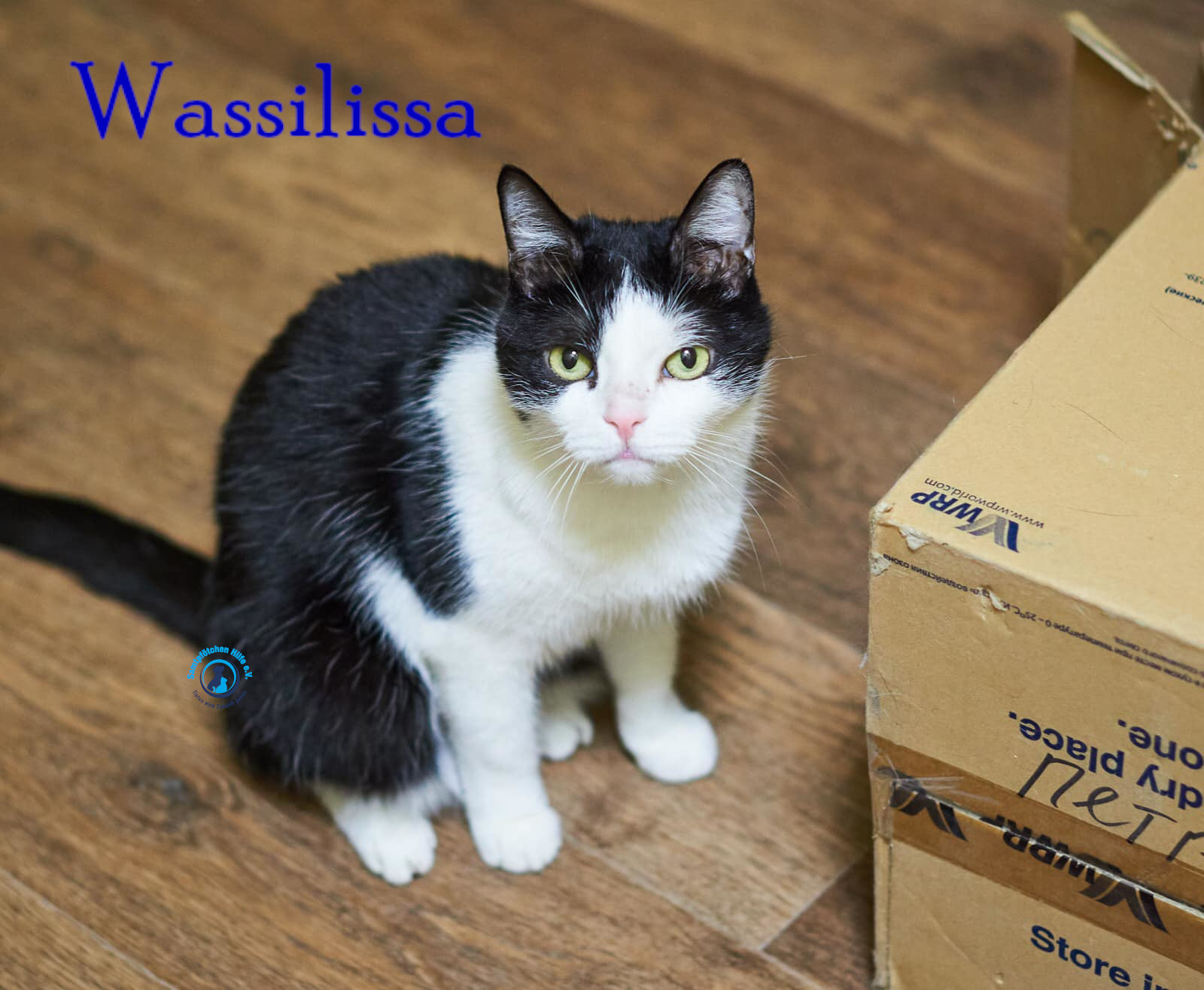 Lyudmila/Katzen/Wassilissa/Wassilissa49mN.jpg