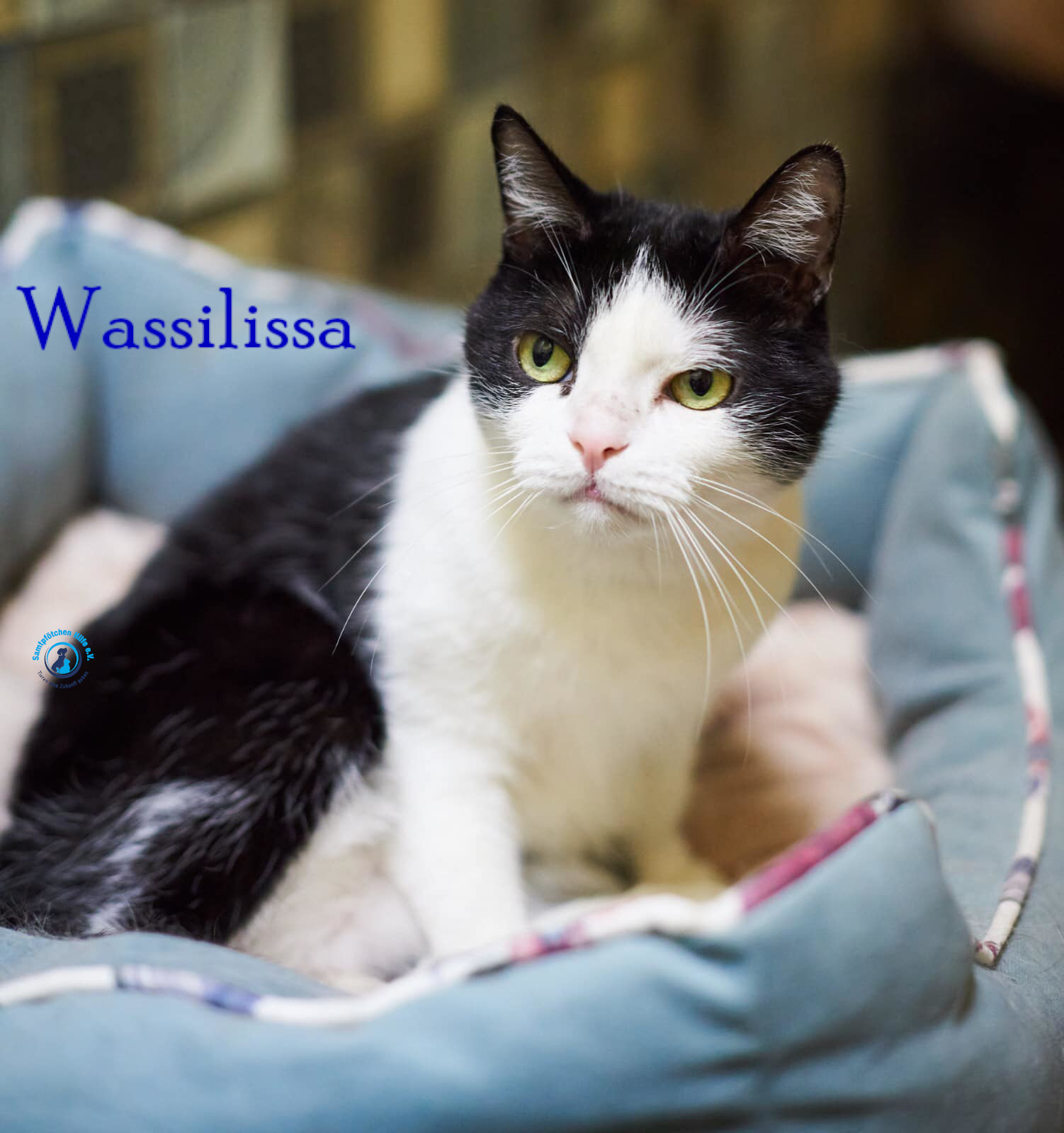 Lyudmila/Katzen/Wassilissa/Wassilissa51mN.jpg