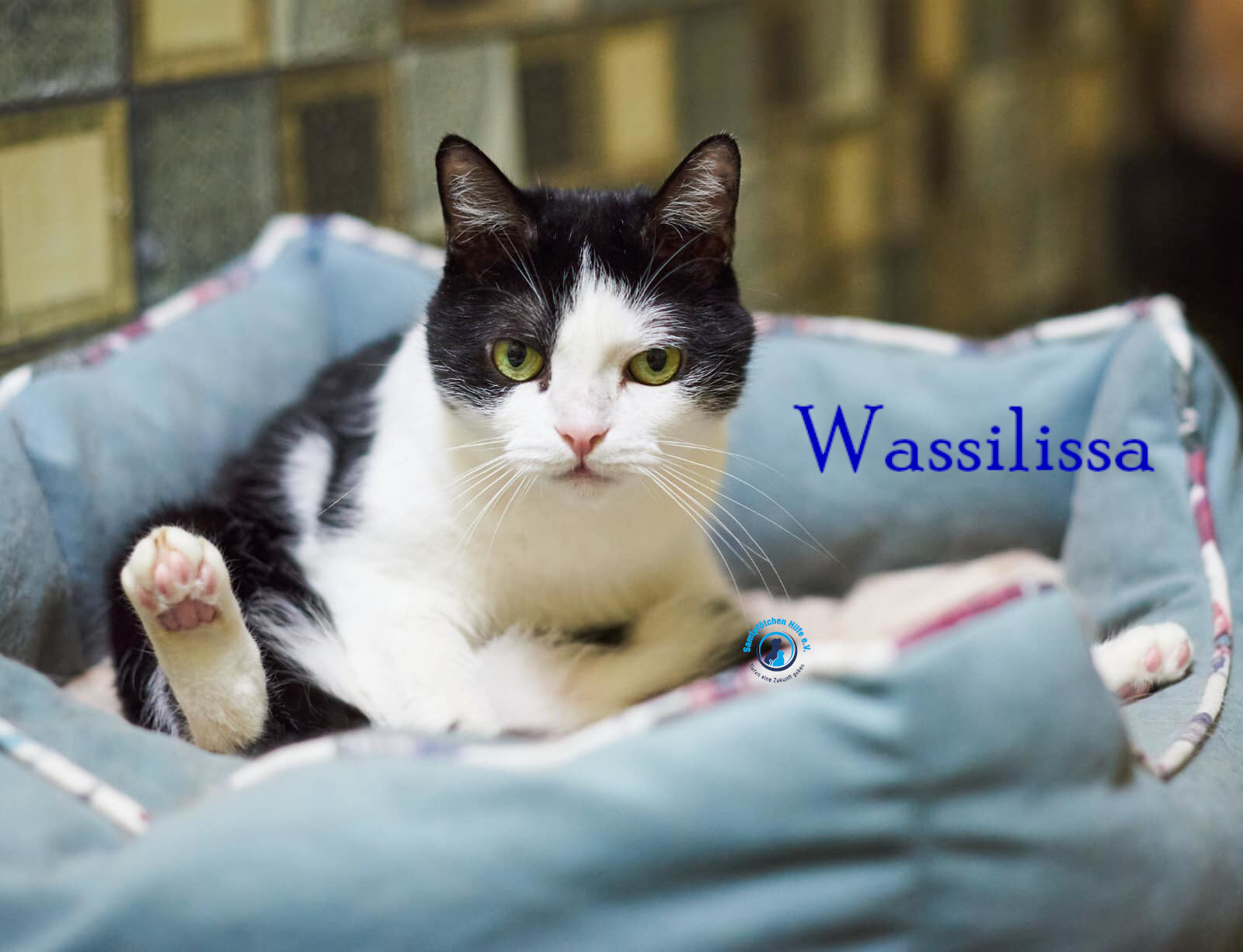 Lyudmila/Katzen/Wassilissa/Wassilissa52mN.jpg