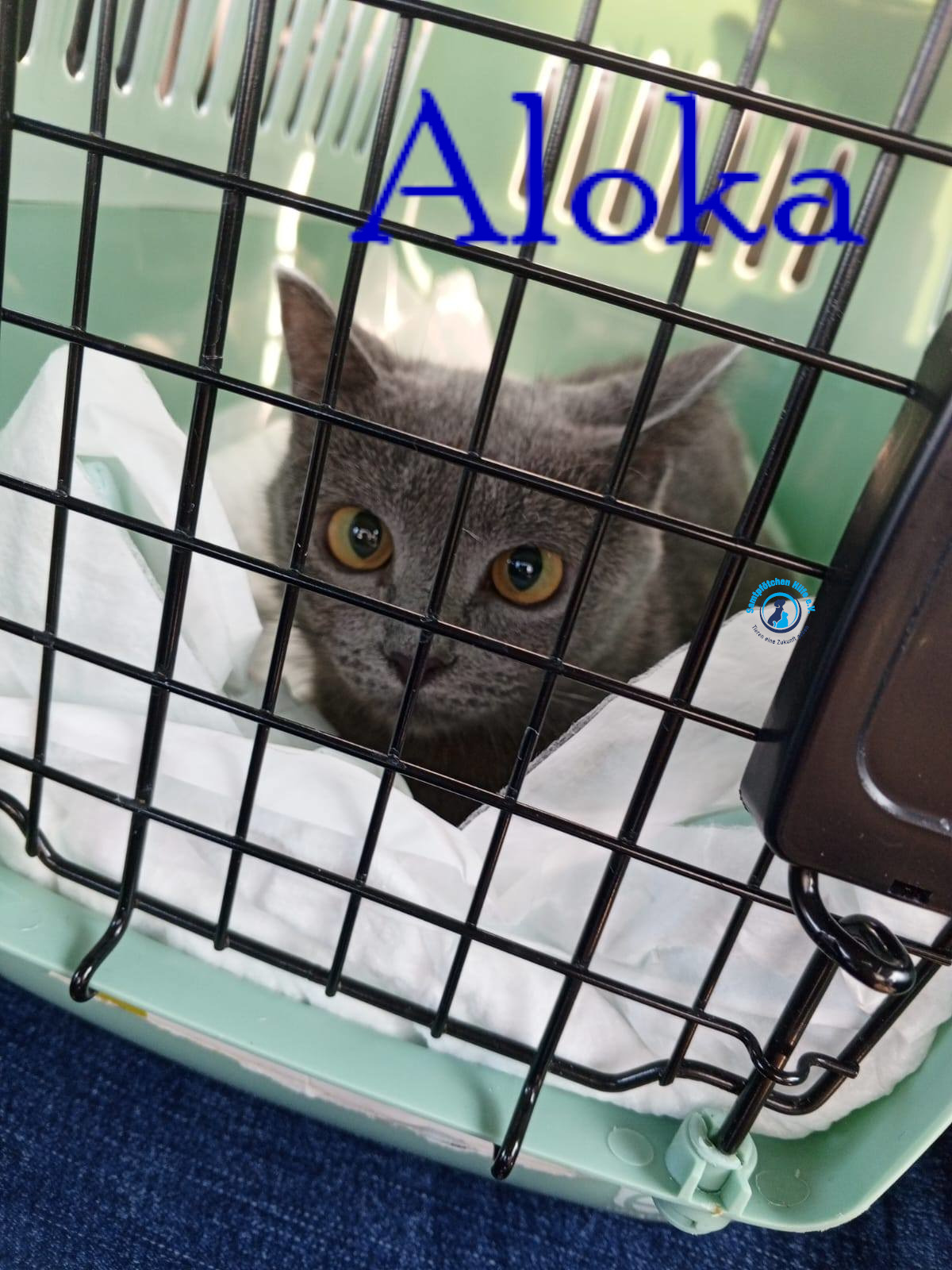 Nadezhda/Katzen/Aloka/Aloka27mN.jpg