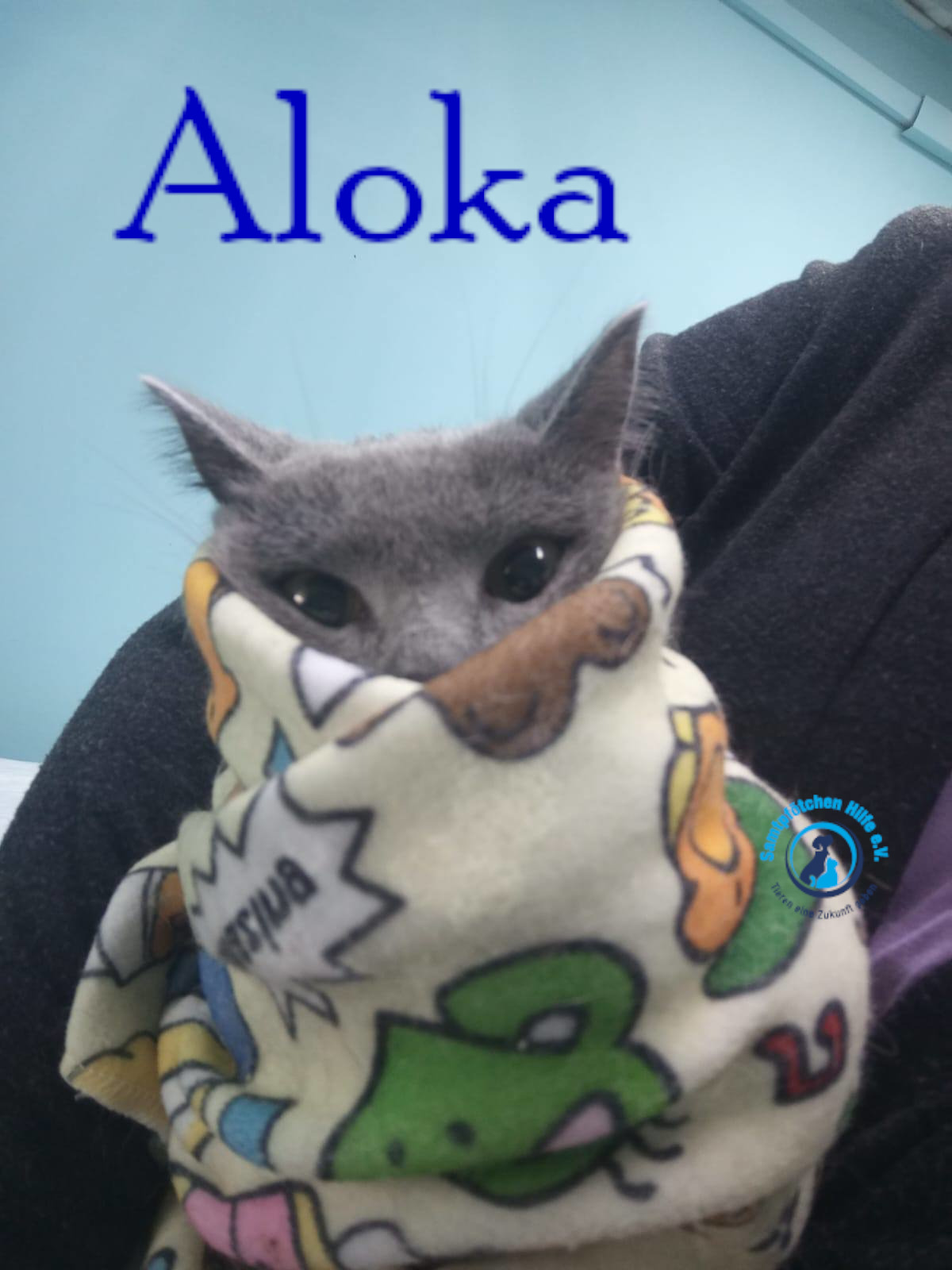 Nadezhda/Katzen/Aloka/Aloka28mN.jpg