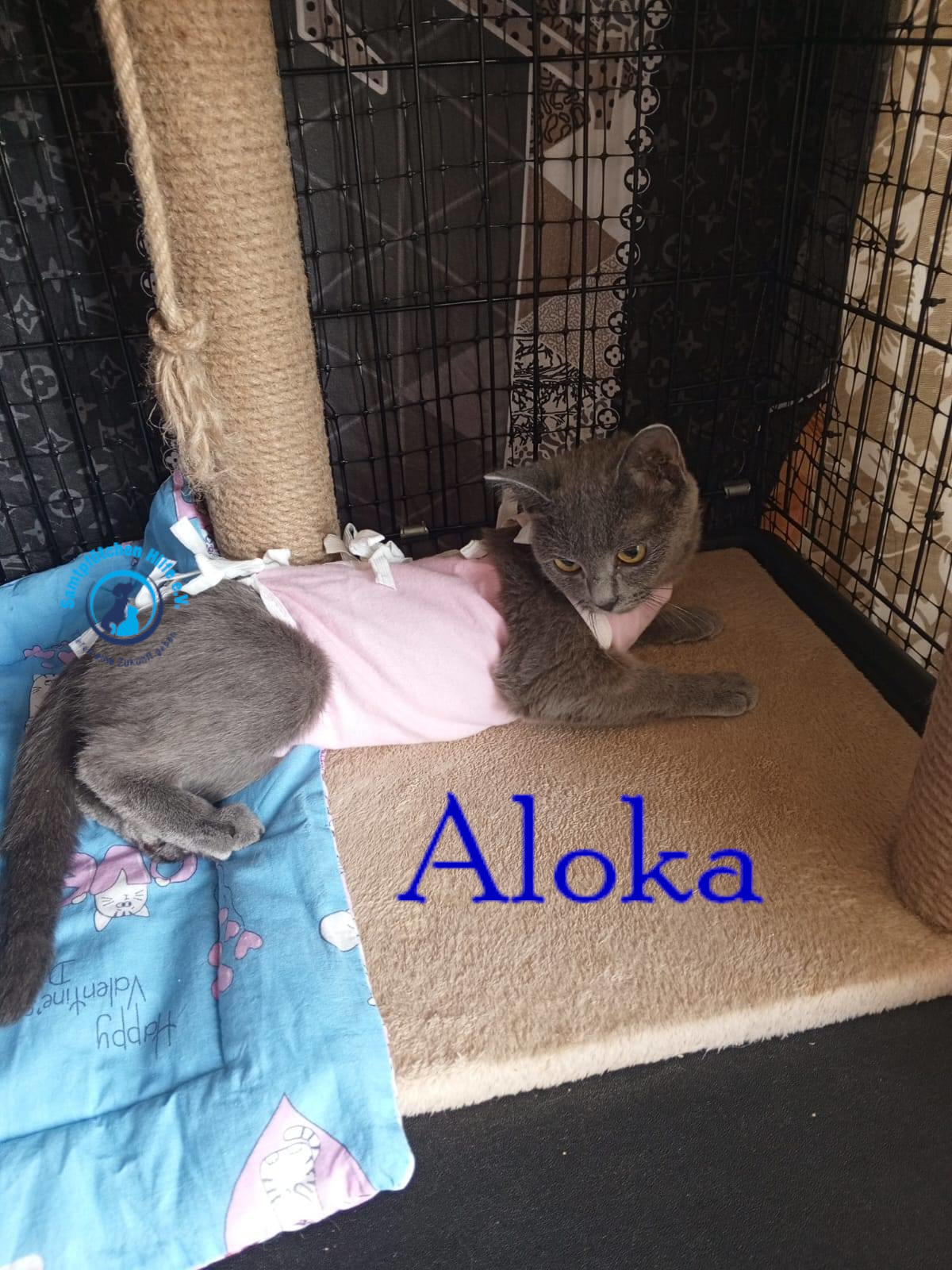 Nadezhda/Katzen/Aloka/Aloka30mN.jpg