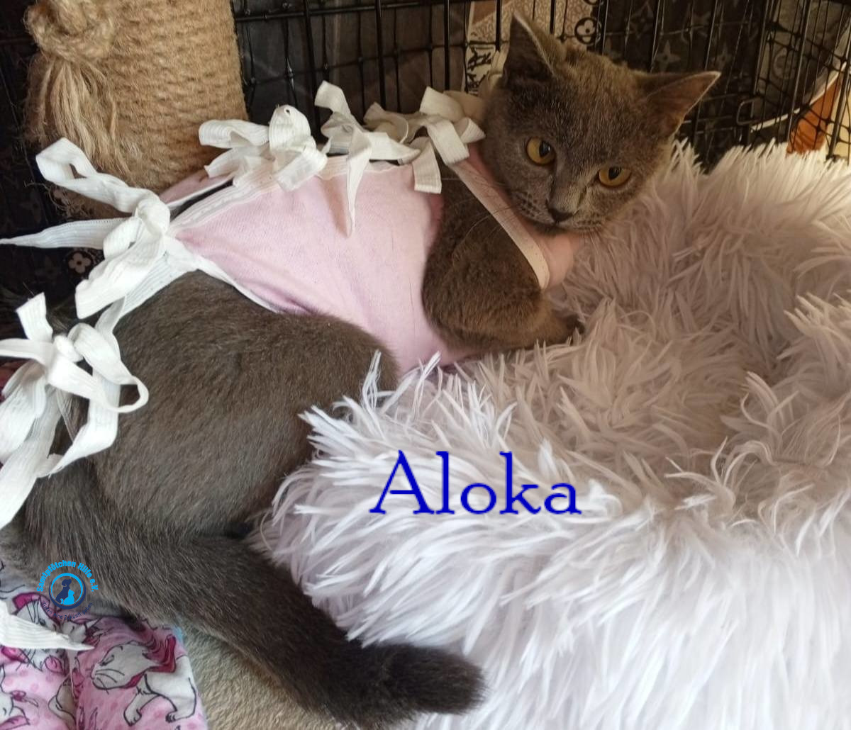 Nadezhda/Katzen/Aloka/Aloka31mN.jpg