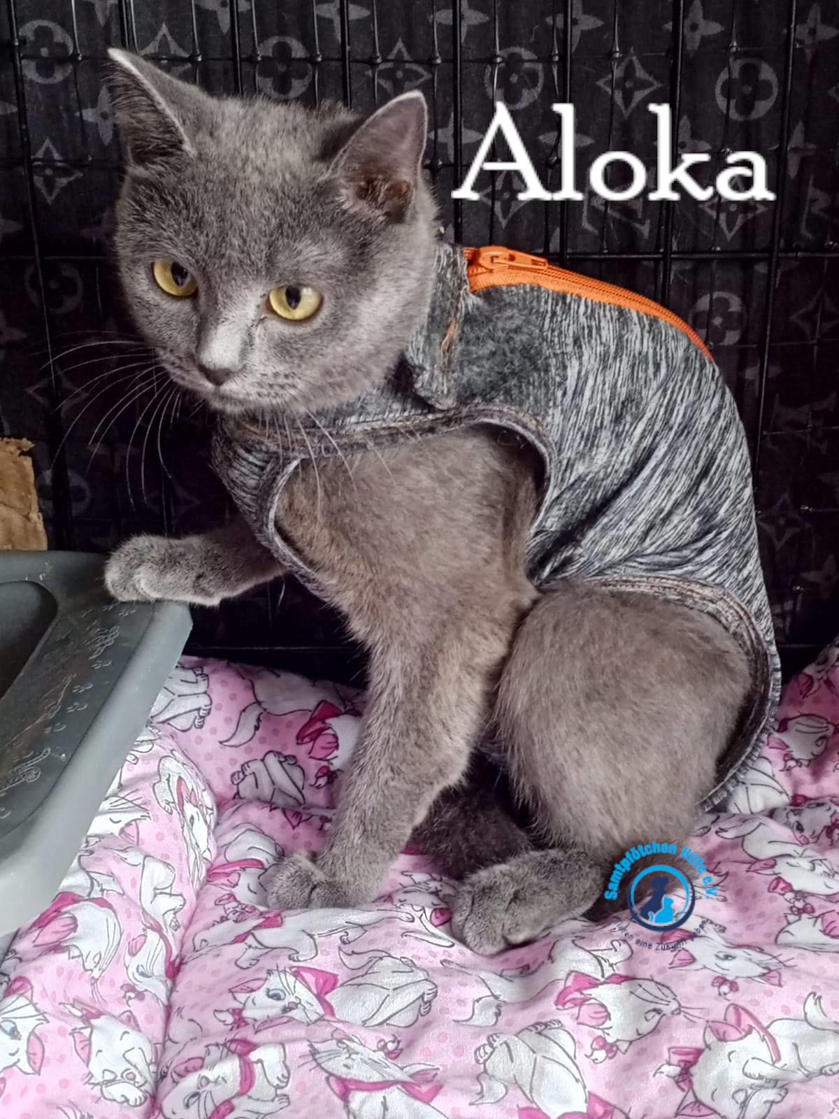 Nadezhda/Katzen/Aloka/Aloka32mN.jpg