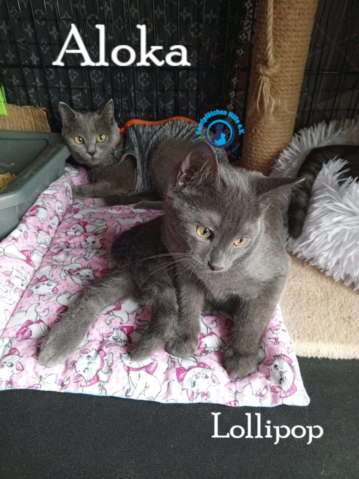 Nadezhda/Katzen/Aloka/Aloka33mN.jpg