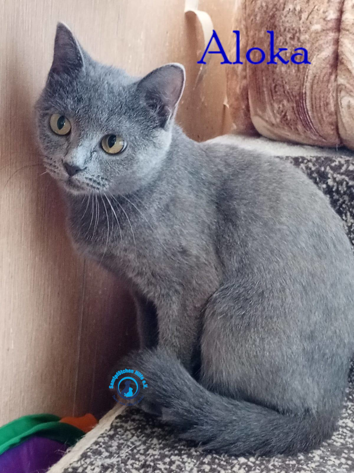 Nadezhda/Katzen/Aloka/Aloka35mN.jpg