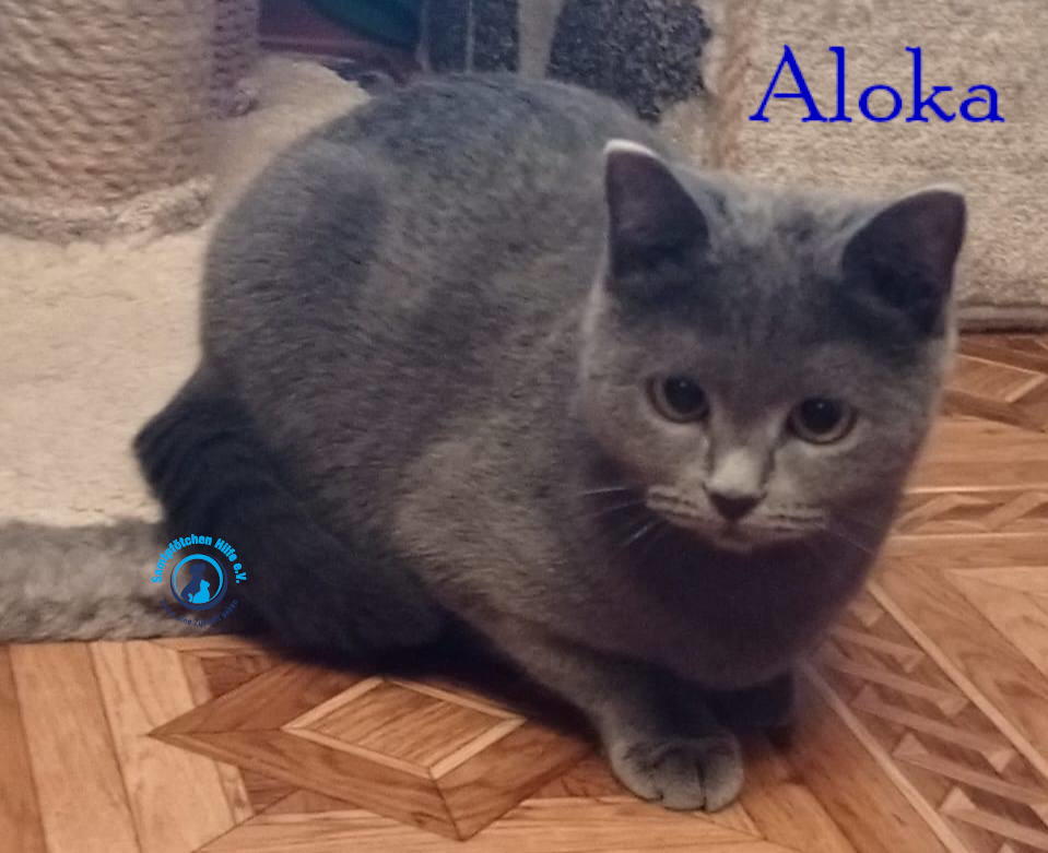 Nadezhda/Katzen/Aloka/Aloka36mN.jpg