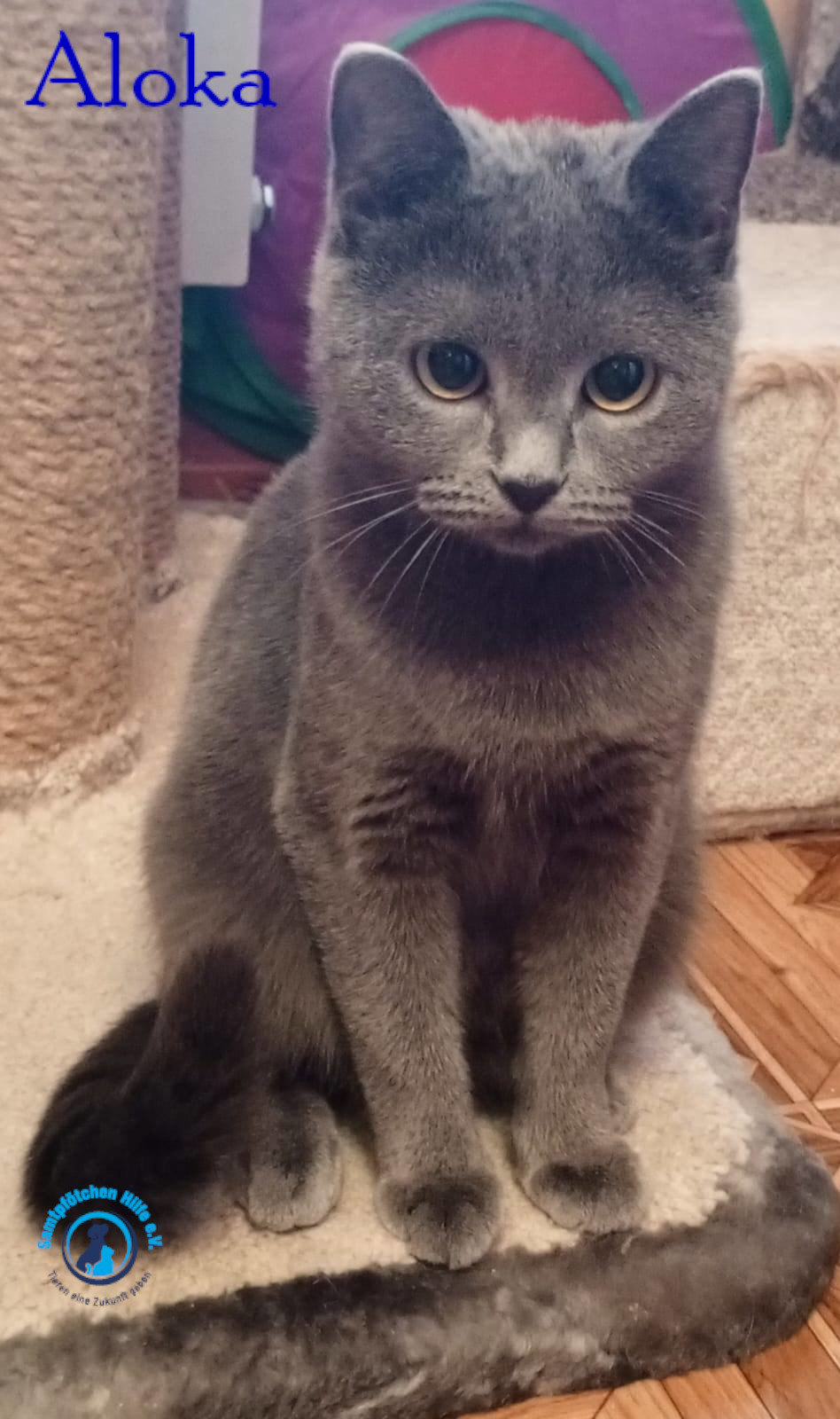 Nadezhda/Katzen/Aloka/Aloka37mN.jpg