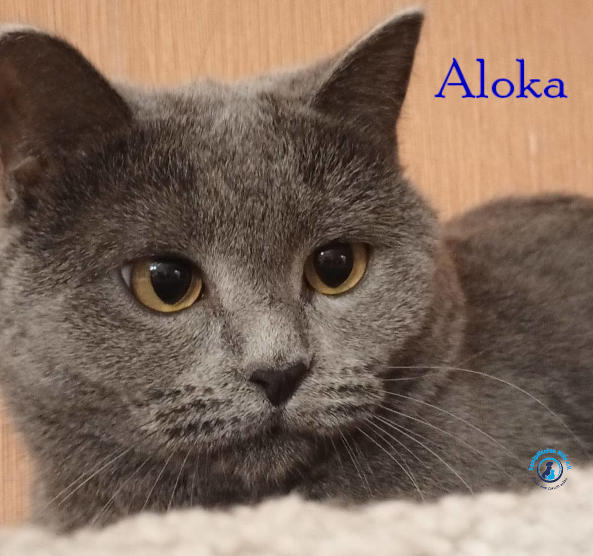 Nadezhda/Katzen/Aloka/Aloka38mN.jpg