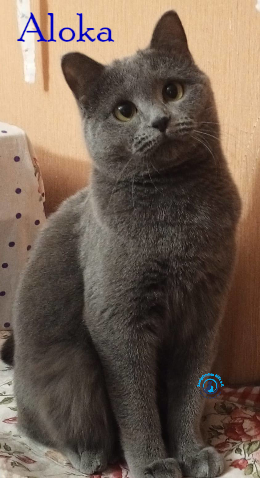 Nadezhda/Katzen/Aloka/Aloka39mN.jpg