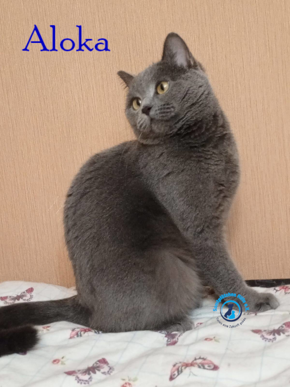 Nadezhda/Katzen/Aloka/Aloka42mN.jpg