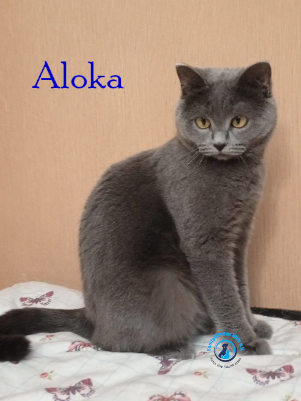 Nadezhda/Katzen/Aloka/Aloka44mN.jpg