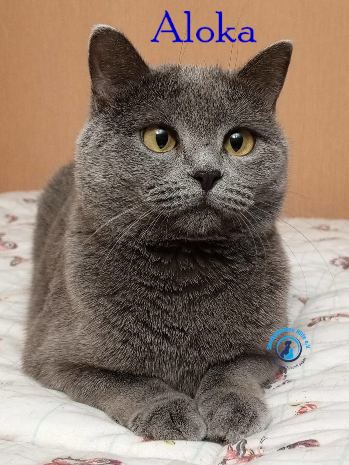 Nadezhda/Katzen/Aloka/Aloka45mN.jpg