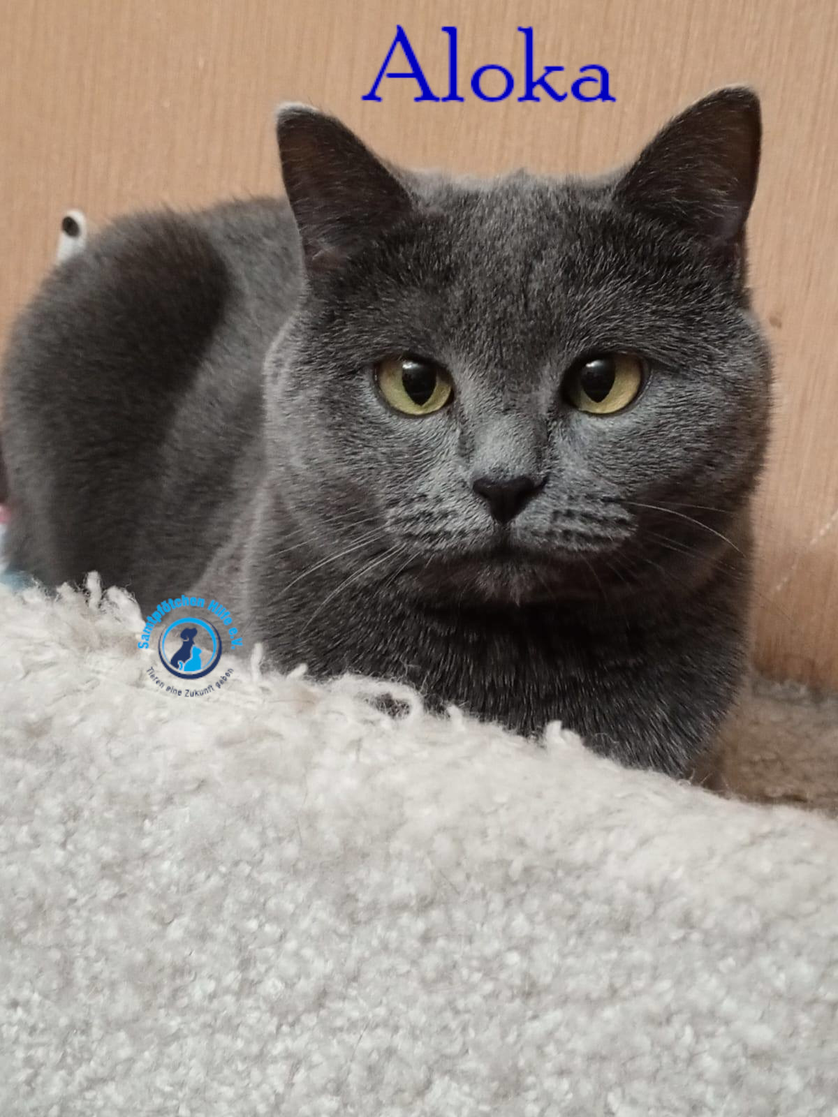 Nadezhda/Katzen/Aloka/Aloka46mN.jpg