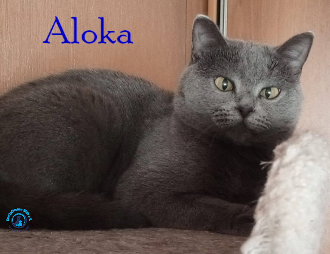 Nadezhda/Katzen/Aloka/Aloka47mN.jpg
