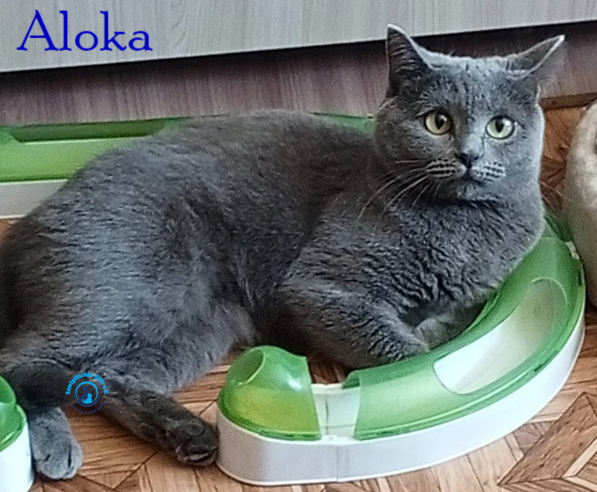 Nadezhda/Katzen/Aloka/Aloka49mN.jpg