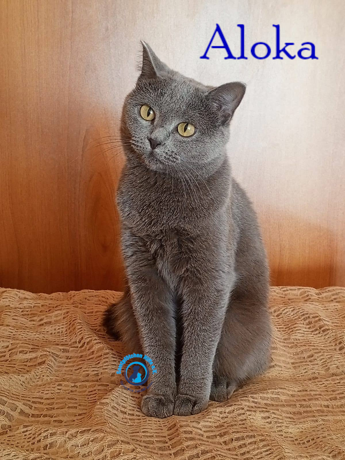 Nadezhda/Katzen/Aloka/Aloka51mN.jpg