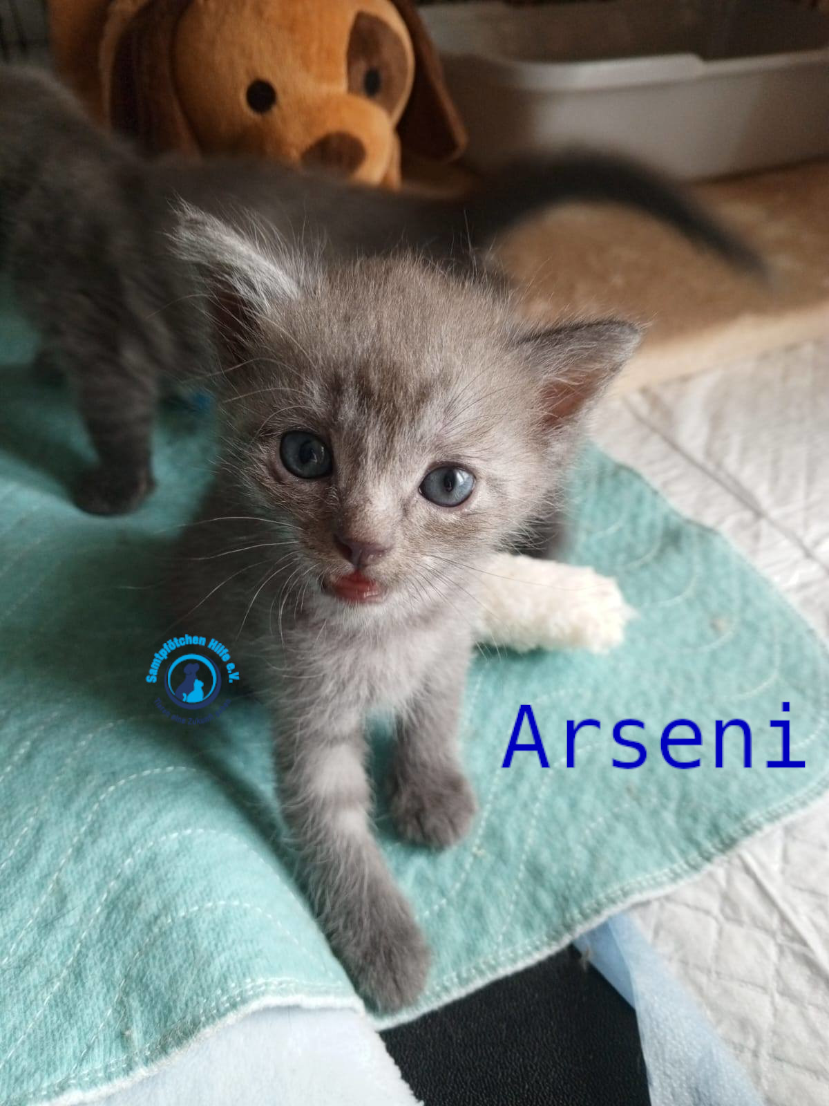 Nadezhda/Katzen/Arseni/Arseni07mN.jpg