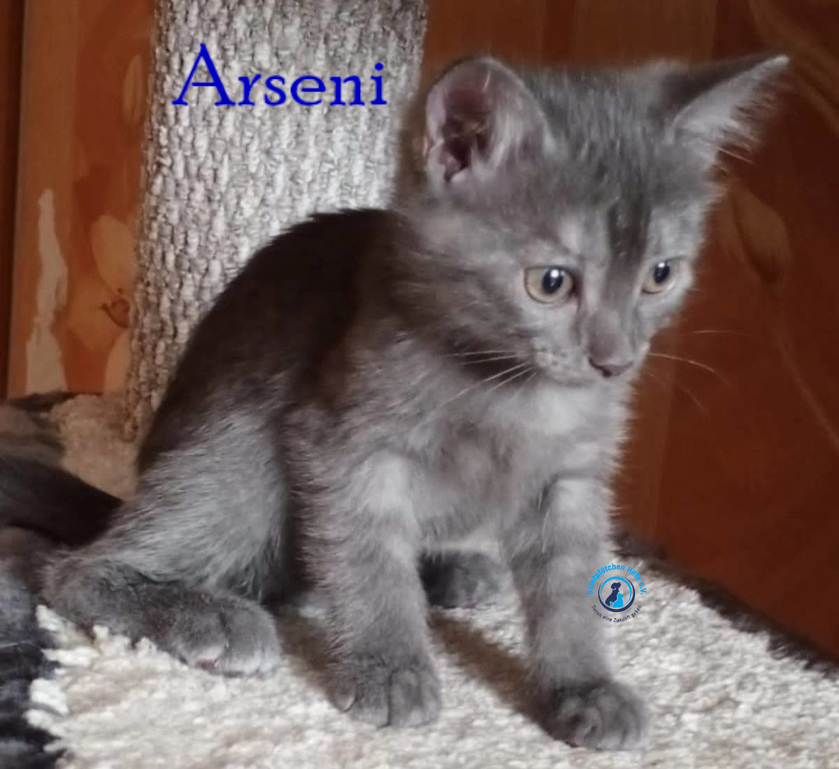 Nadezhda/Katzen/Arseni/Arseni10mN.jpg