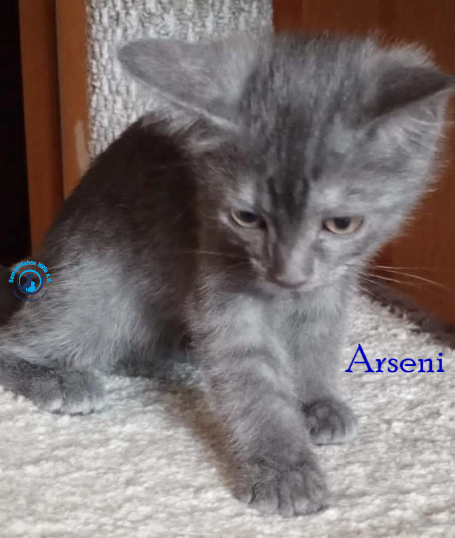 Nadezhda/Katzen/Arseni/Arseni11mN.jpg