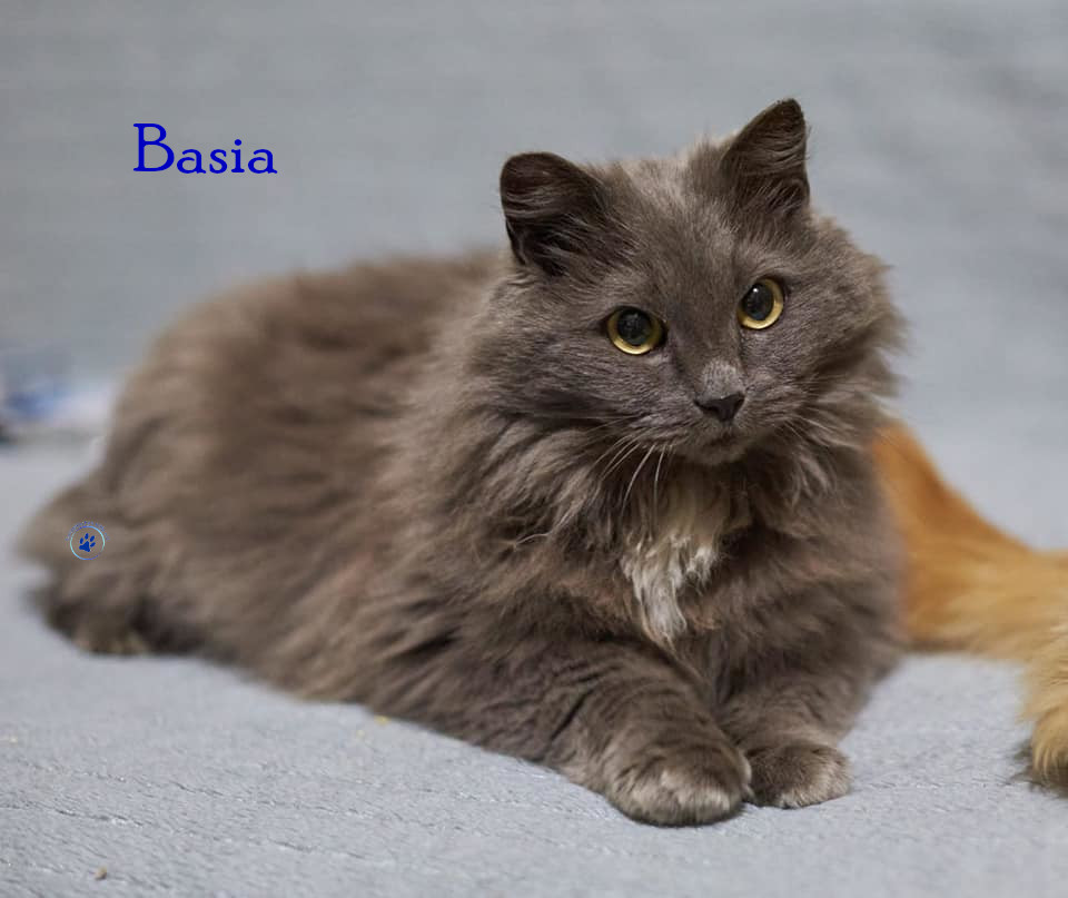 Nadezhda/Katzen/Basia/Basia02mN.jpg