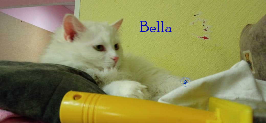 Nadezhda/Katzen/Bella_II/Bella_II_23mN.jpg