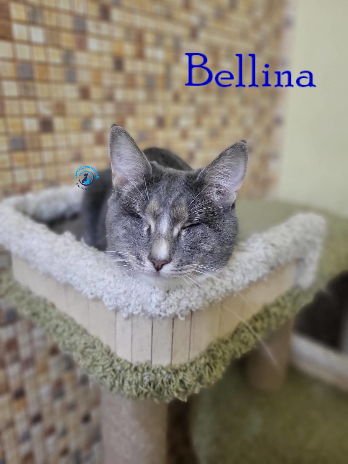 Nadezhda/Katzen/Bellina/Bellina45mN.jpg