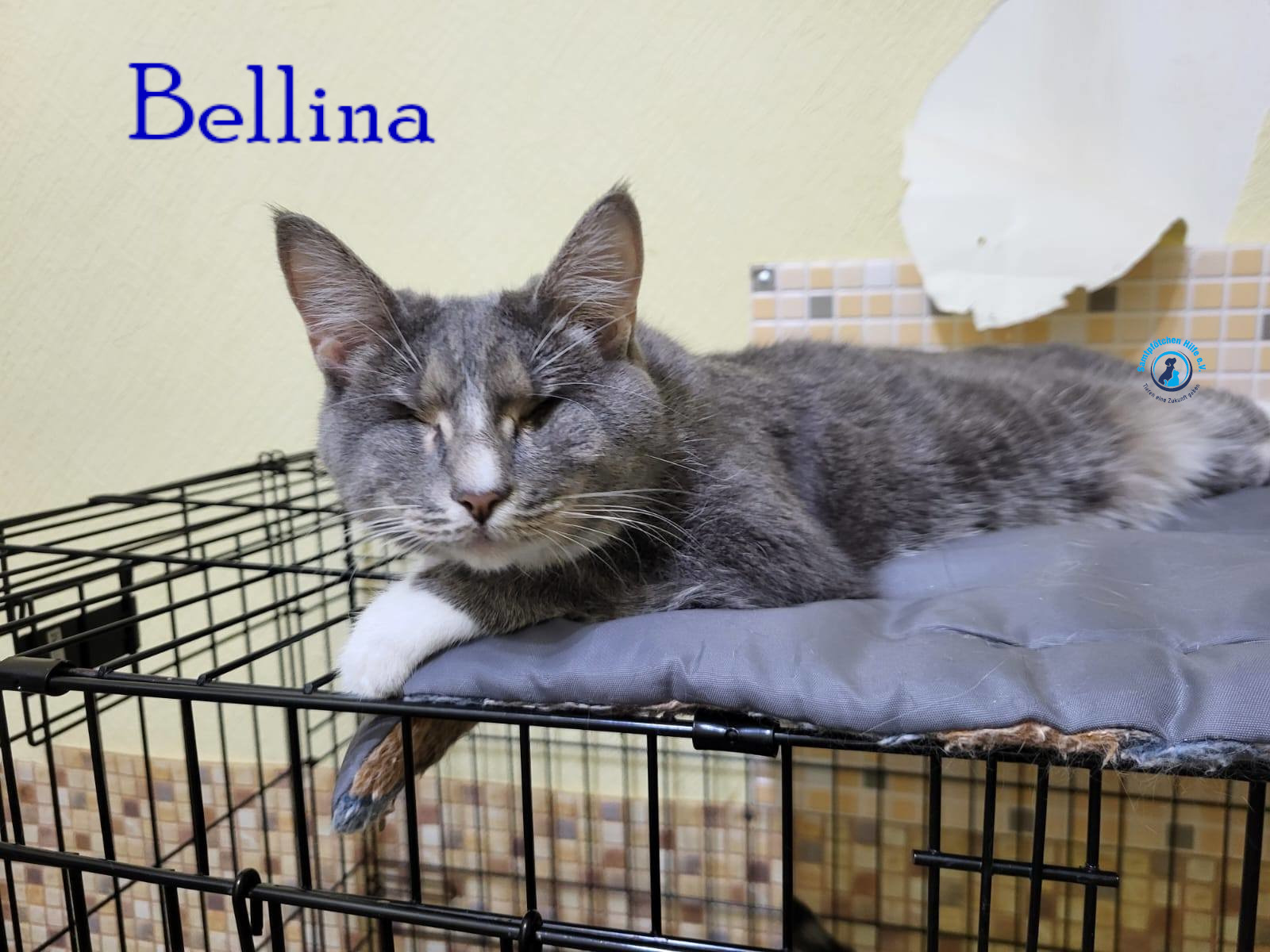 Nadezhda/Katzen/Bellina/Bellina46mN.jpg