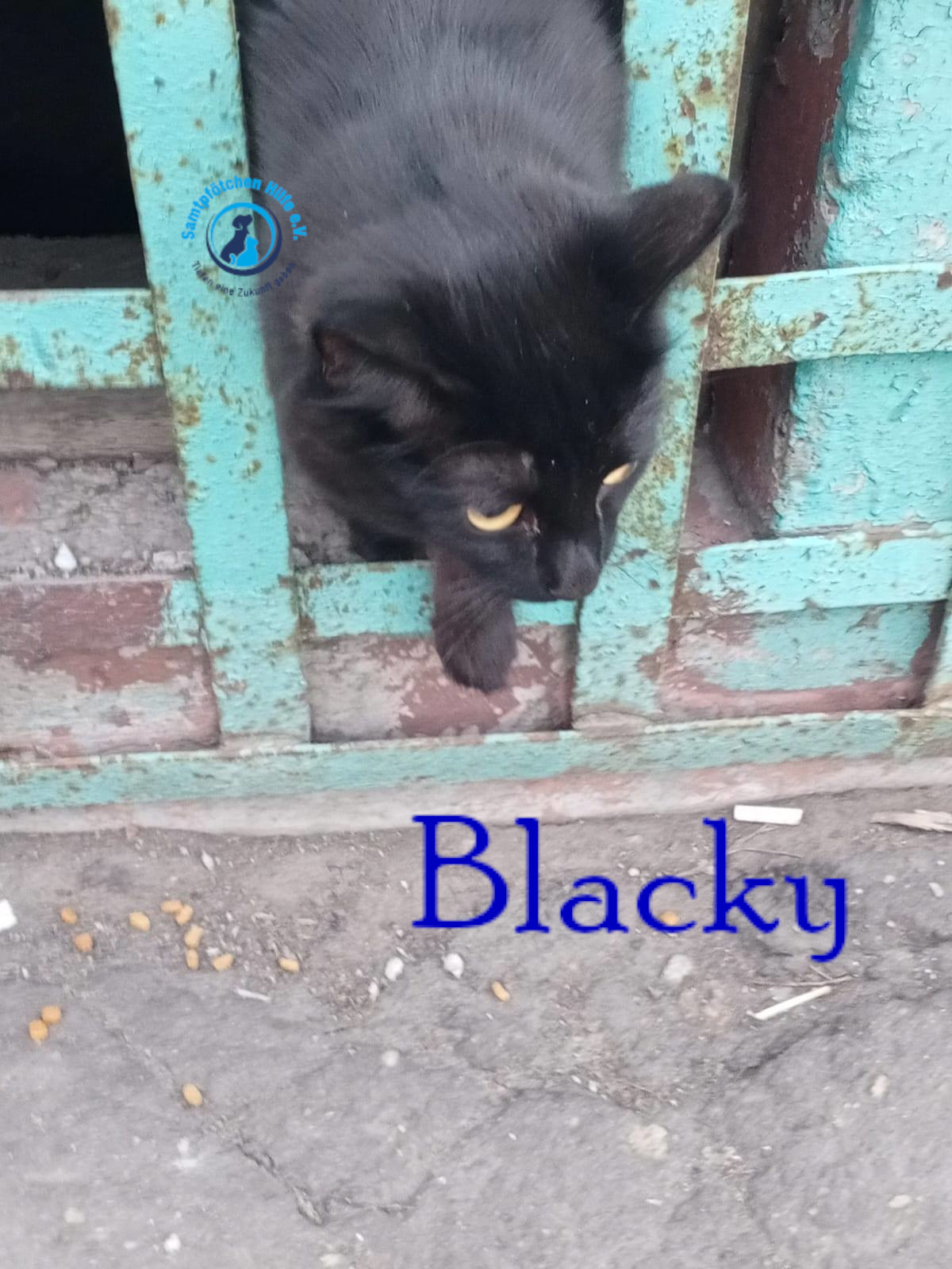 Nadezhda/Katzen/Blacky_II/Blacky_II01mN.jpg