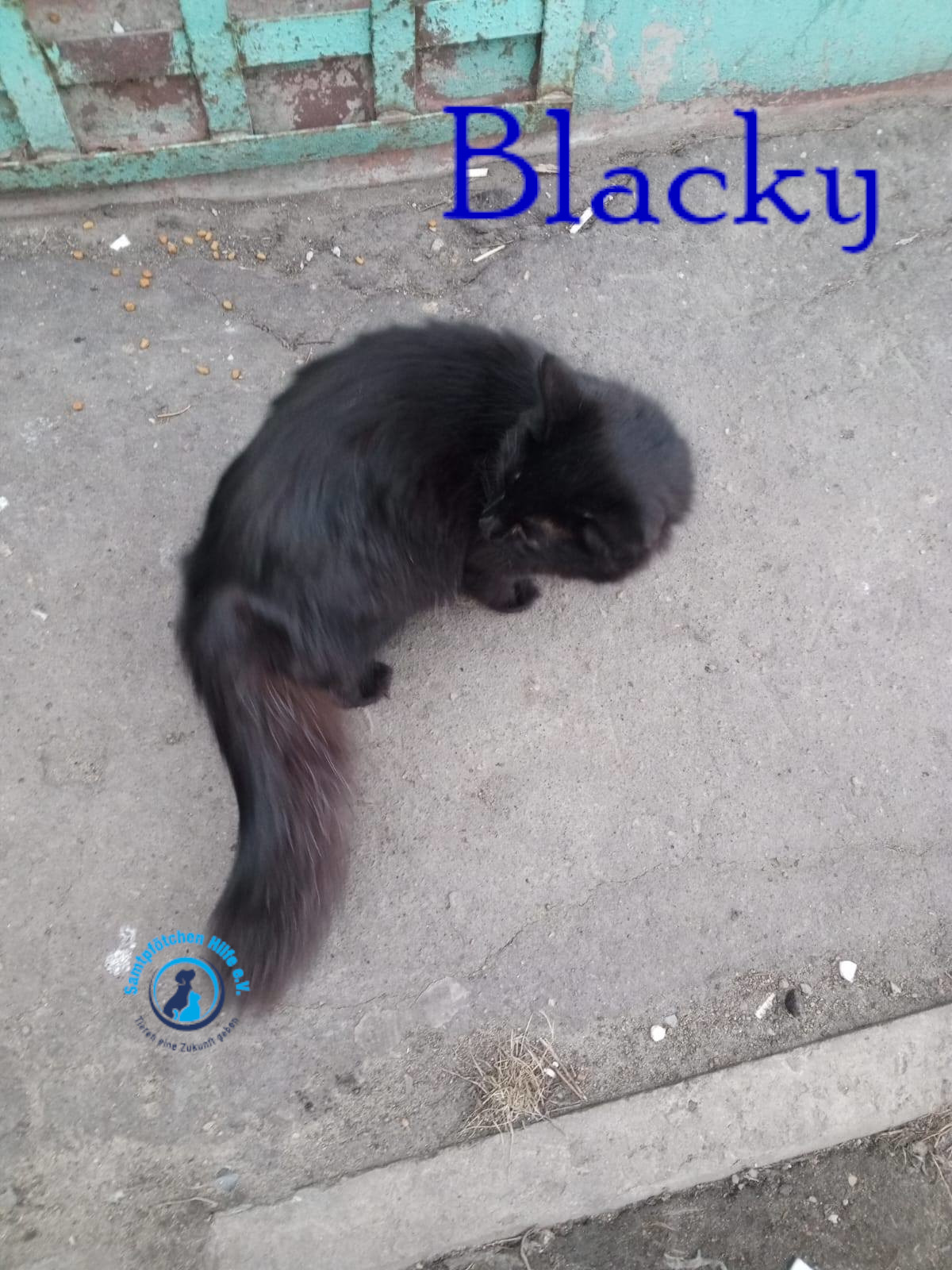Nadezhda/Katzen/Blacky_II/Blacky_II02mN.jpg