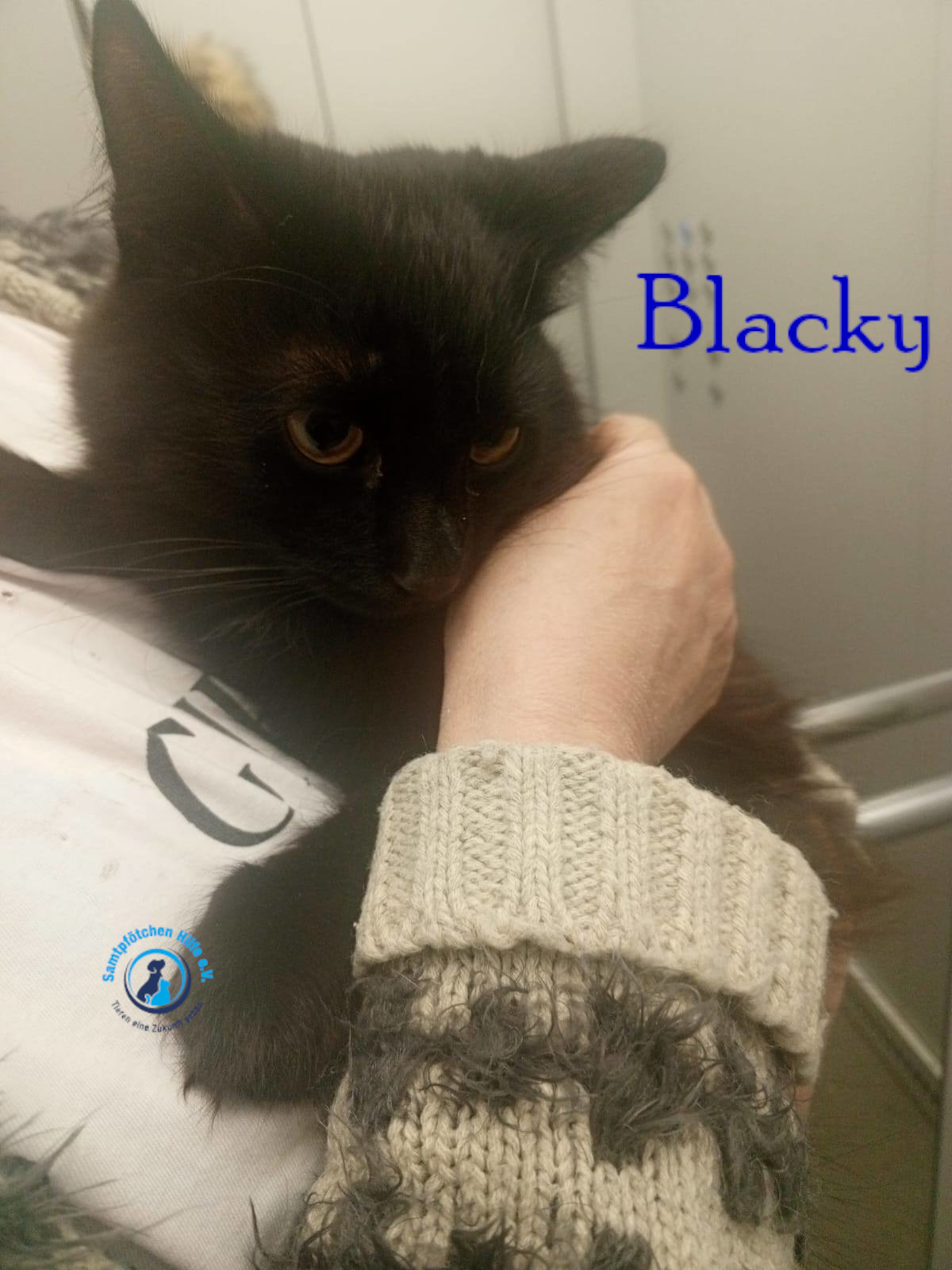 Nadezhda/Katzen/Blacky_II/Blacky_II03mN.jpg