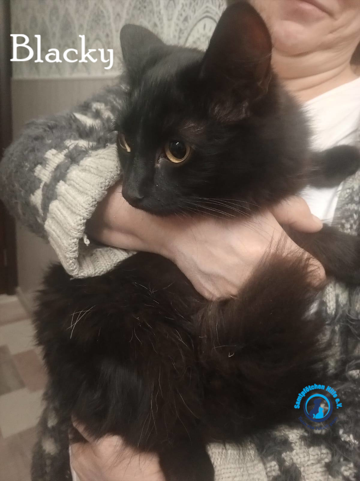 Nadezhda/Katzen/Blacky_II/Blacky_II04mN.jpg