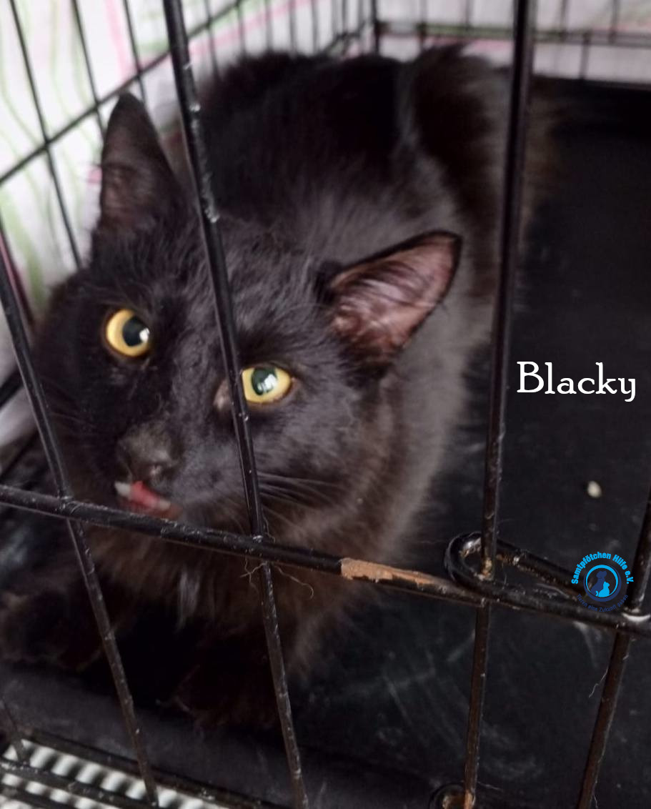 Nadezhda/Katzen/Blacky_II/Blacky_II06mN.jpg