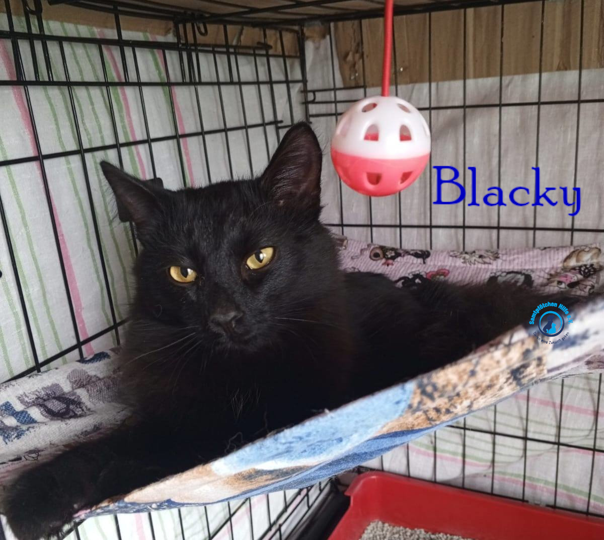 Nadezhda/Katzen/Blacky_II/Blacky_II08mN.jpg