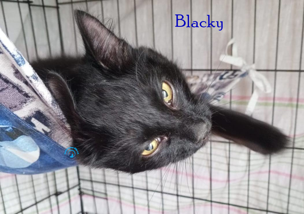 Nadezhda/Katzen/Blacky_II/Blacky_II10mN.jpg