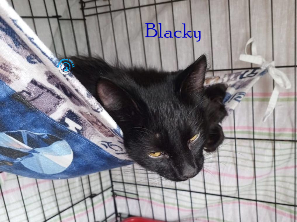 Nadezhda/Katzen/Blacky_II/Blacky_II11mN.jpg