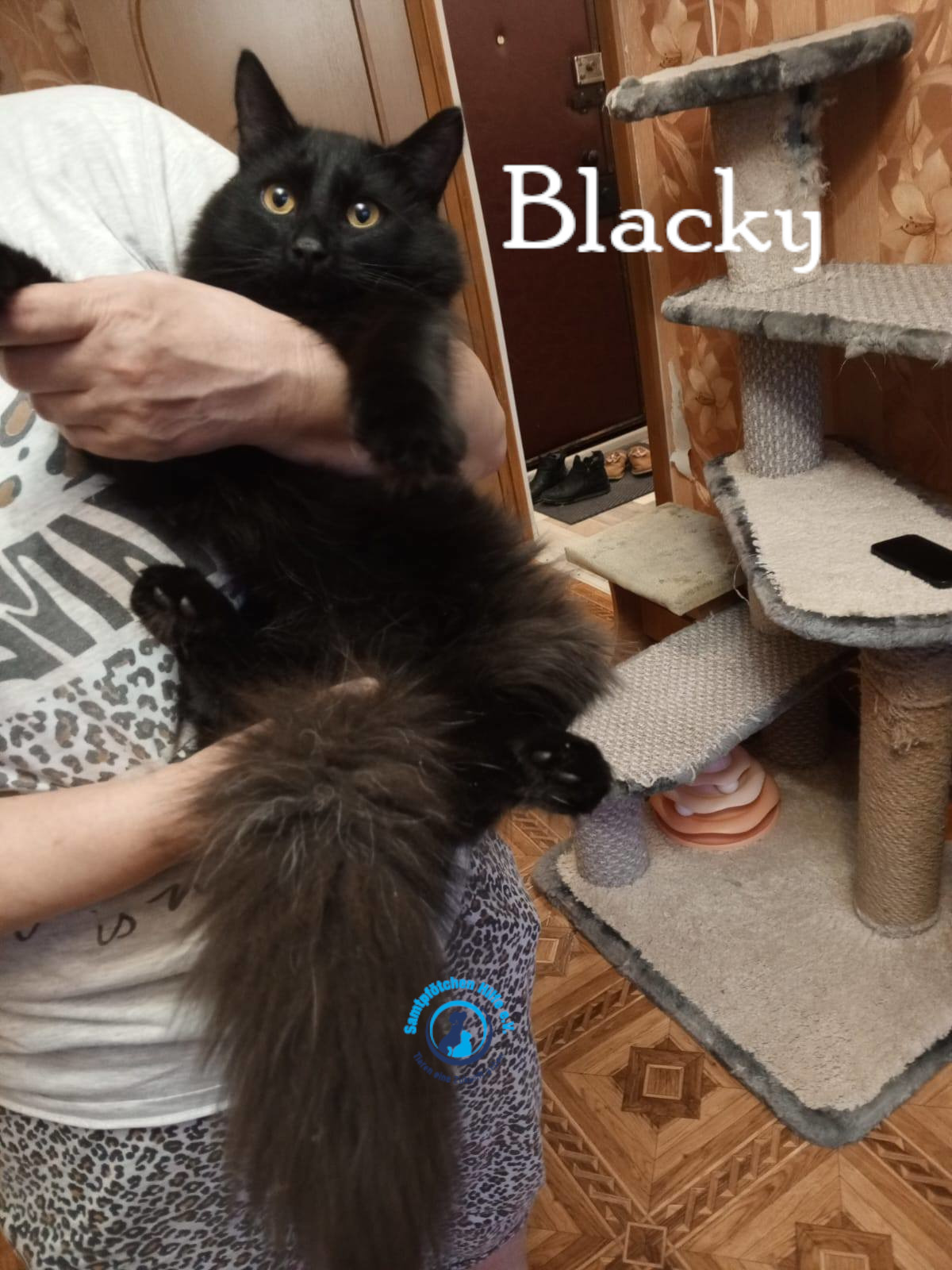 Nadezhda/Katzen/Blacky_II/Blacky_II12mN.jpg