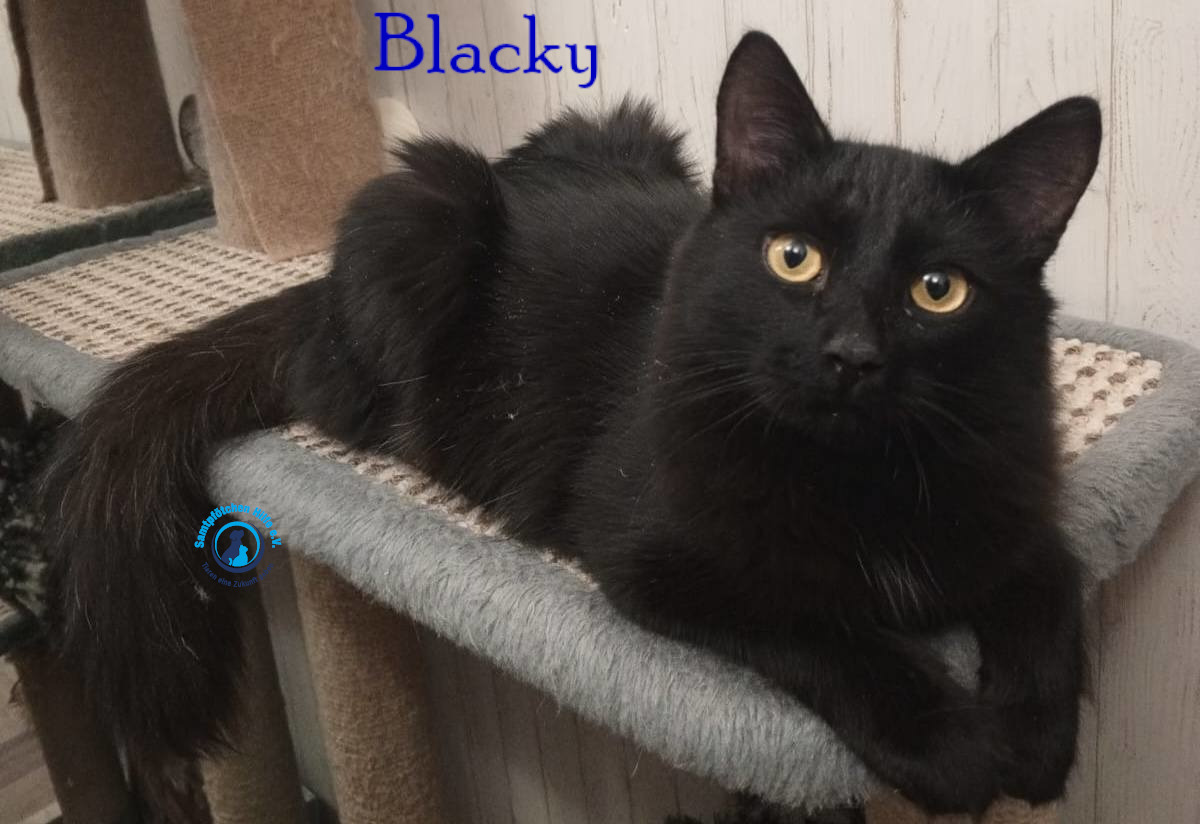 Nadezhda/Katzen/Blacky_II/Blacky_II14mN.jpg