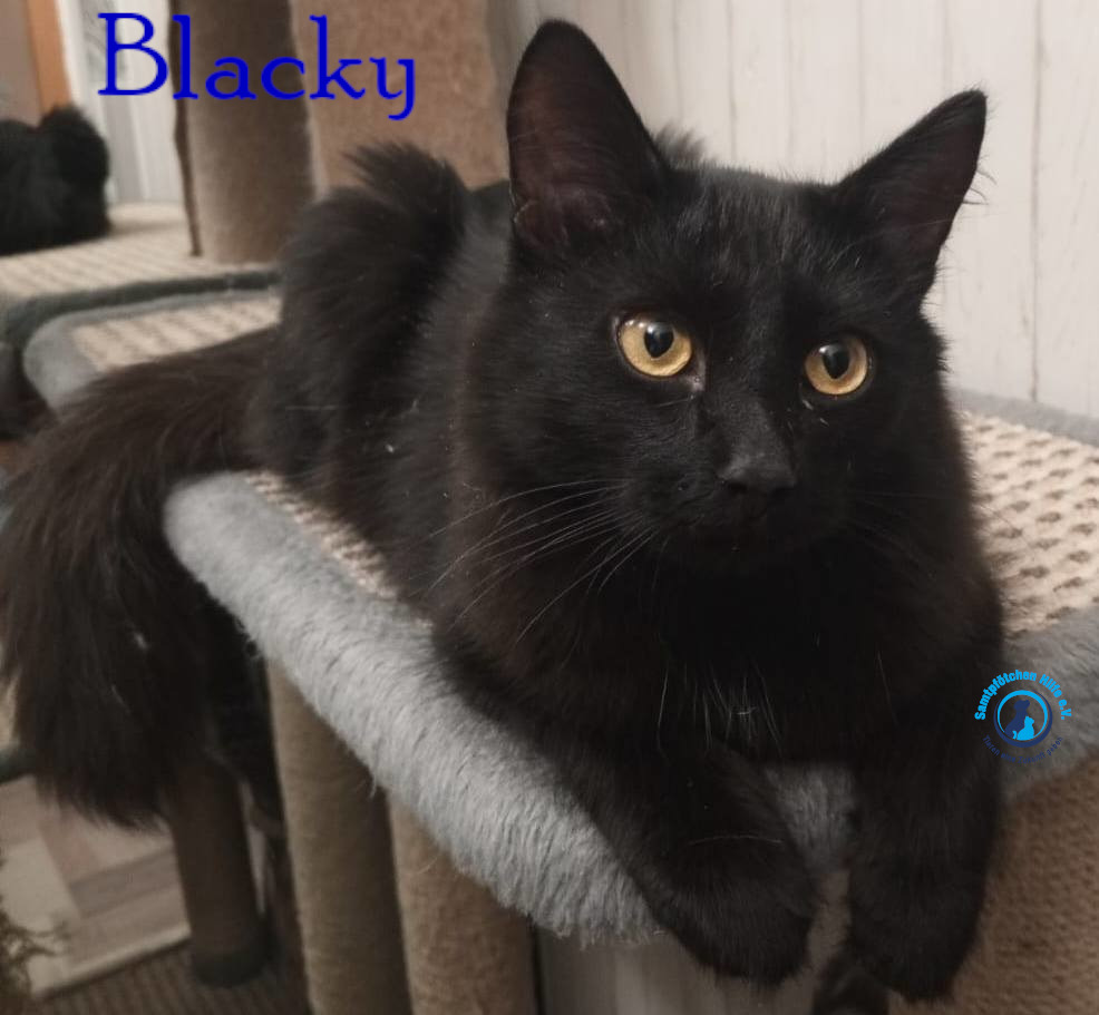 Nadezhda/Katzen/Blacky_II/Blacky_II15mN.jpg