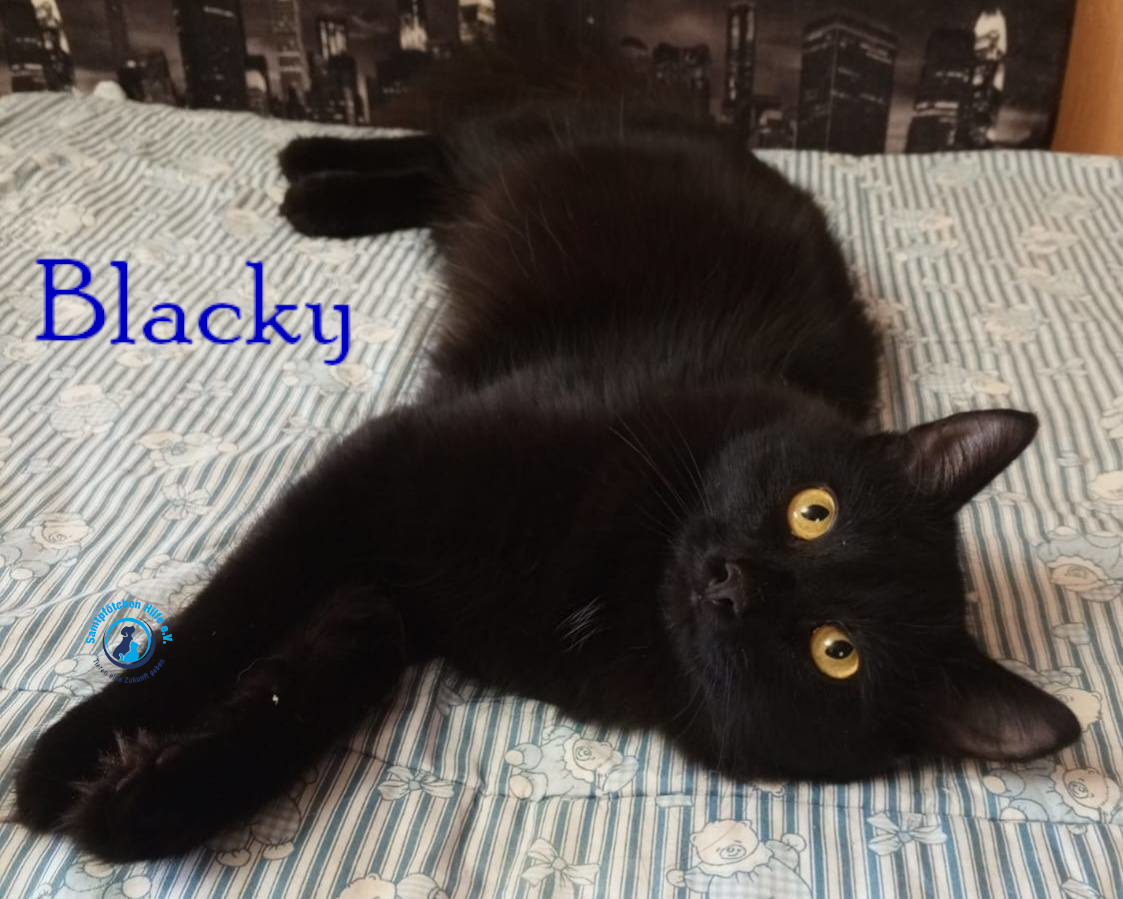 Nadezhda/Katzen/Blacky_II/Blacky_II16mN.jpg