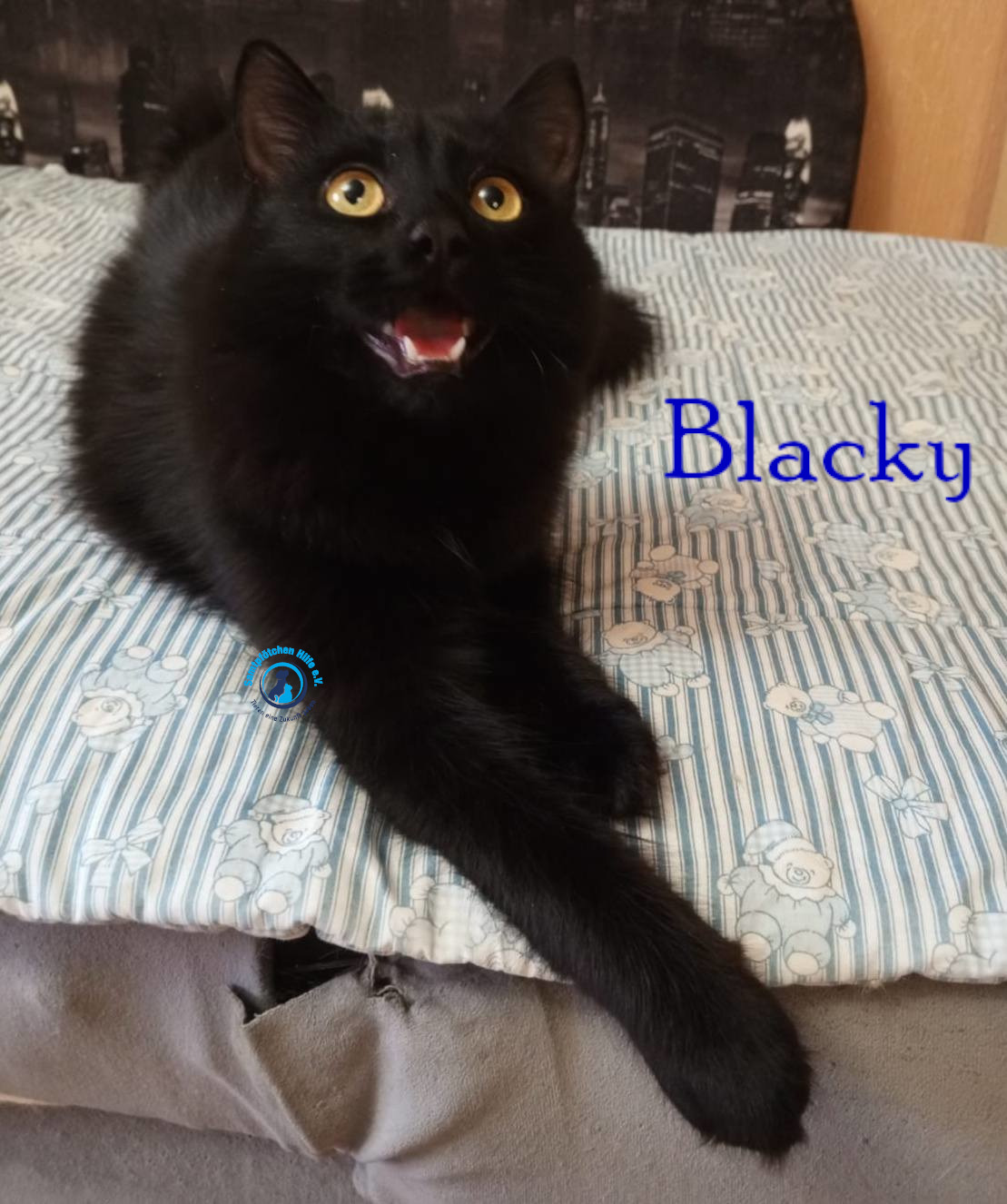 Nadezhda/Katzen/Blacky_II/Blacky_II17mN.jpg