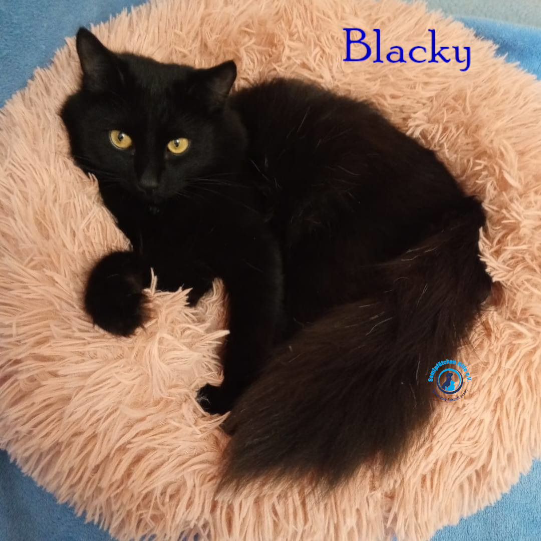 Nadezhda/Katzen/Blacky_II/Blacky_II18mN.jpg