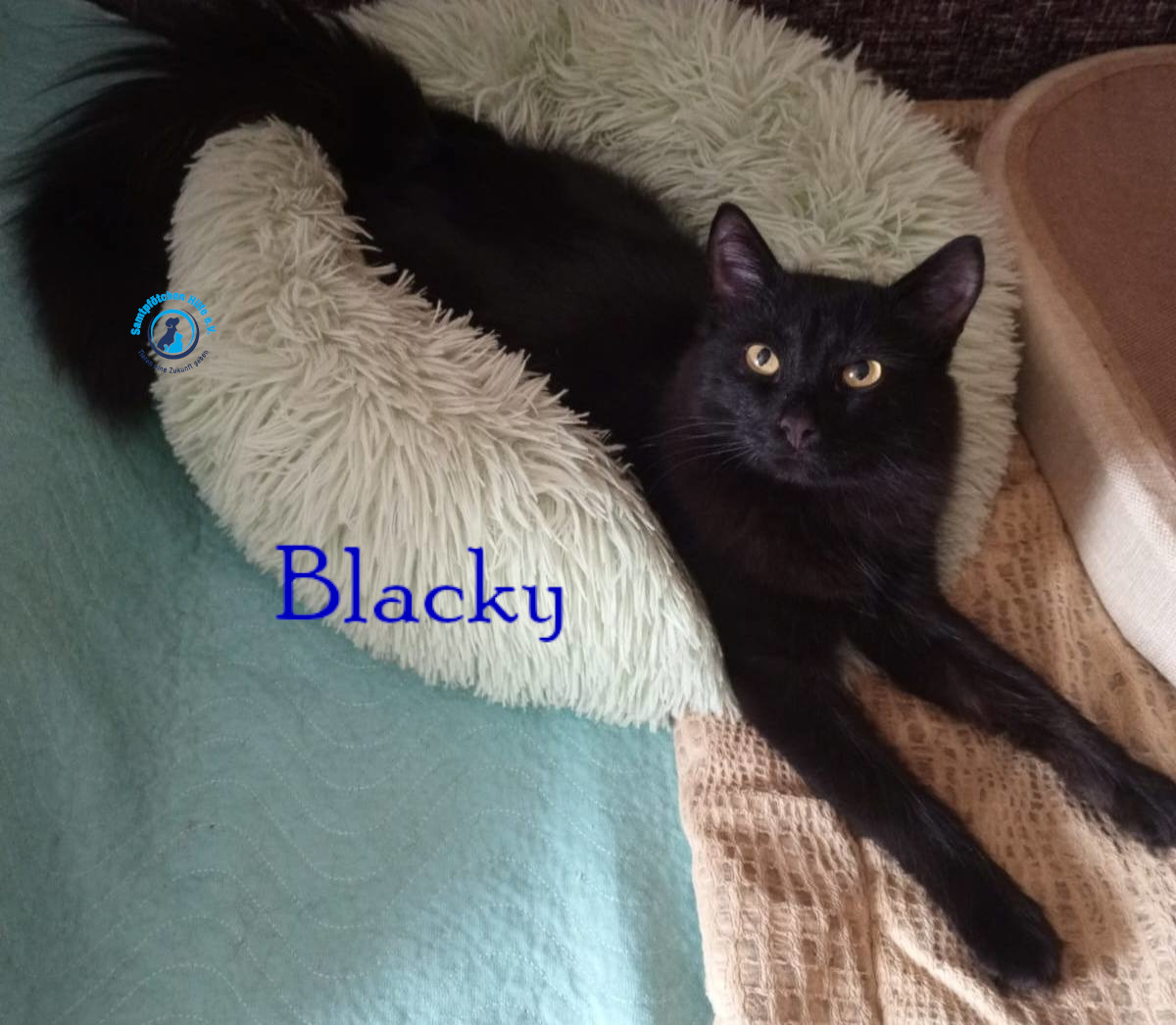Nadezhda/Katzen/Blacky_II/Blacky_II19mN.jpg