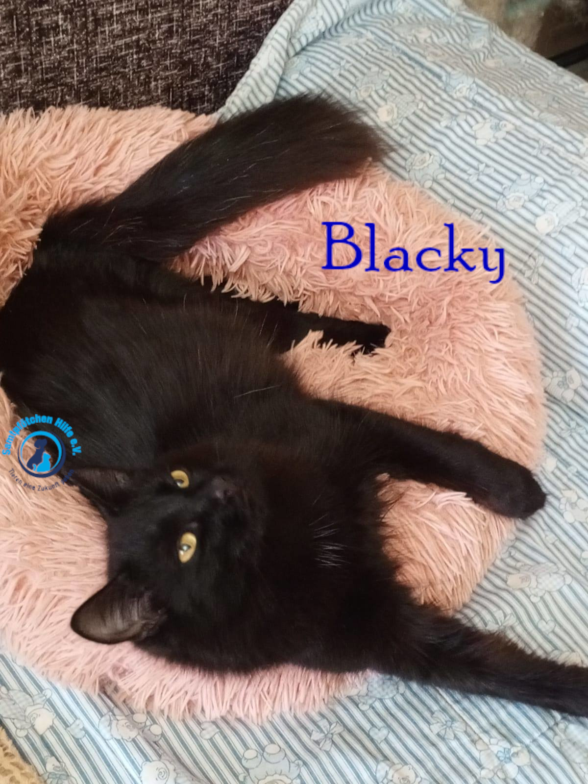 Nadezhda/Katzen/Blacky_II/Blacky_II20mN.jpg