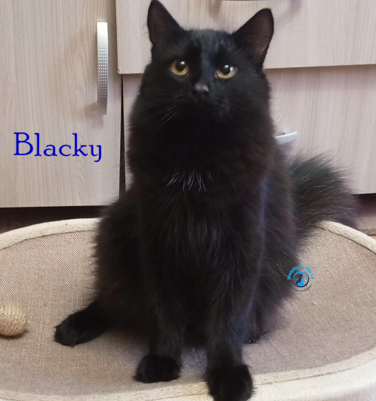 Nadezhda/Katzen/Blacky_II/Blacky_II22mN.jpg