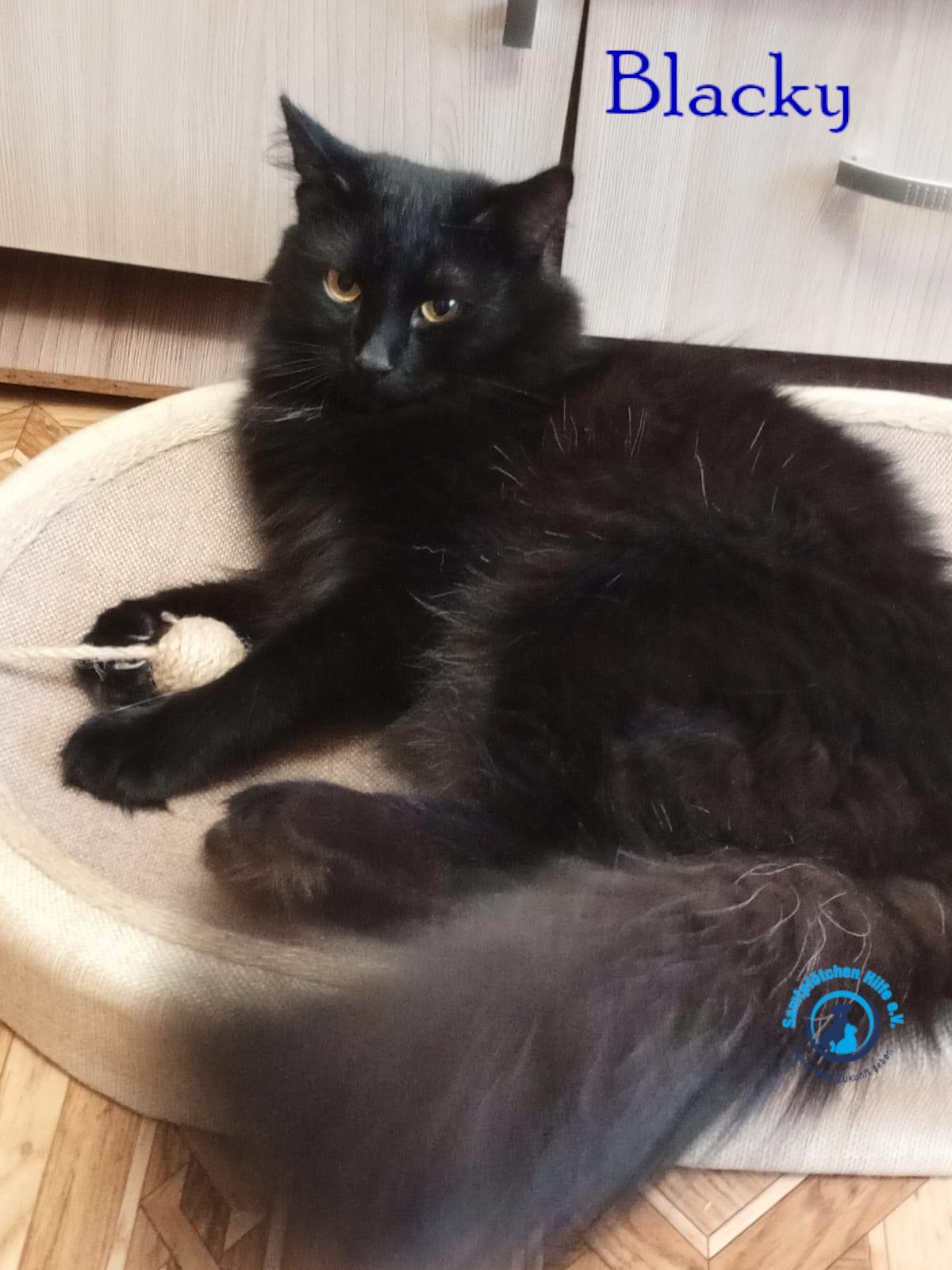 Nadezhda/Katzen/Blacky_II/Blacky_II23mN.jpg