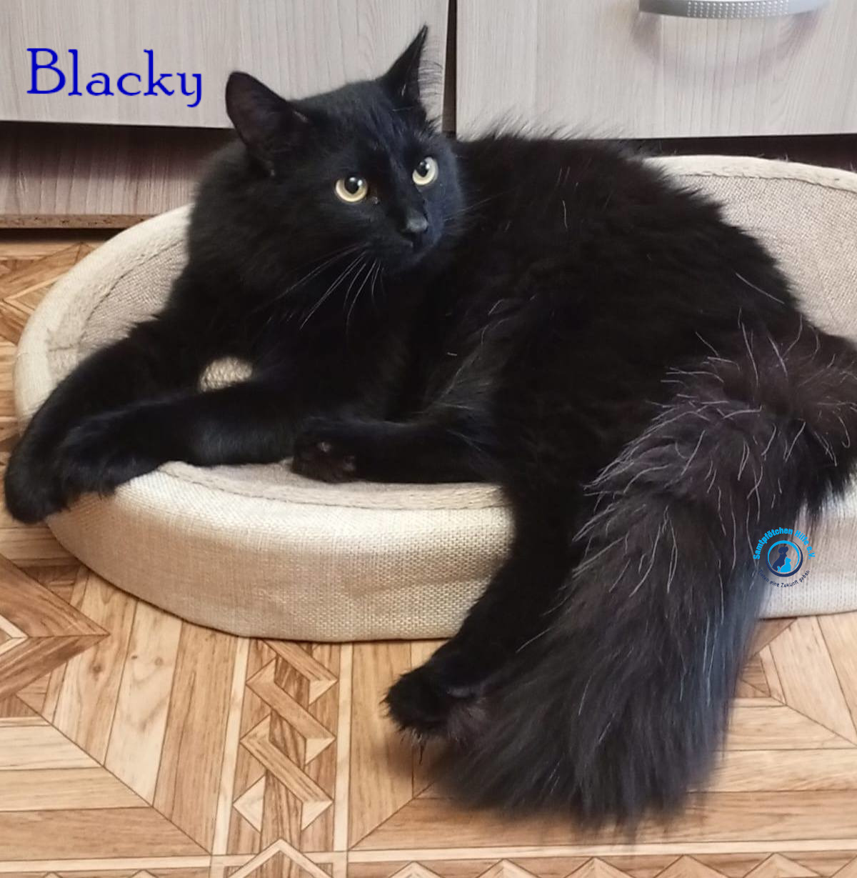 Nadezhda/Katzen/Blacky_II/Blacky_II24mN.jpg